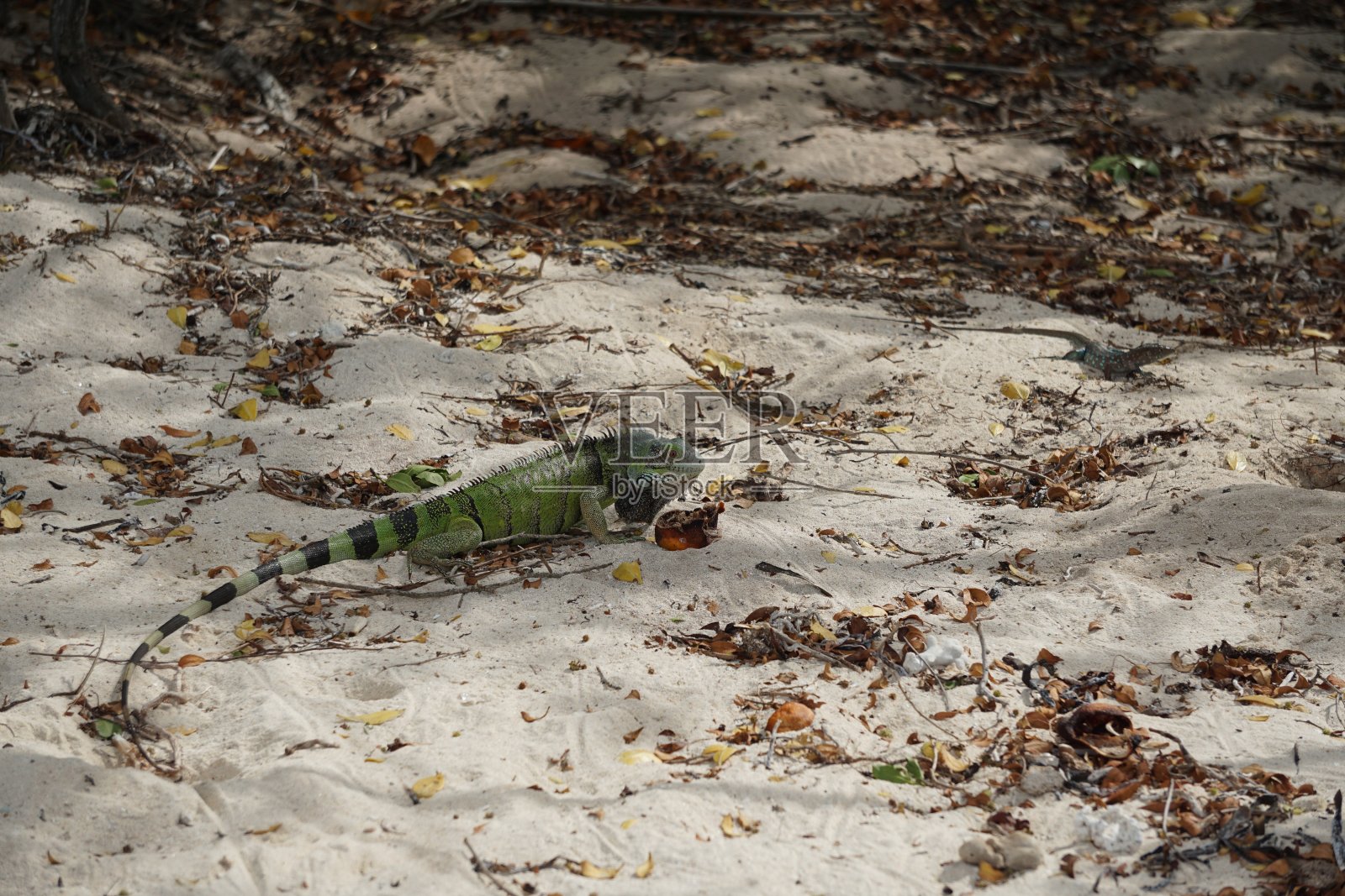 沙滩上的鬣蜥照片摄影图片