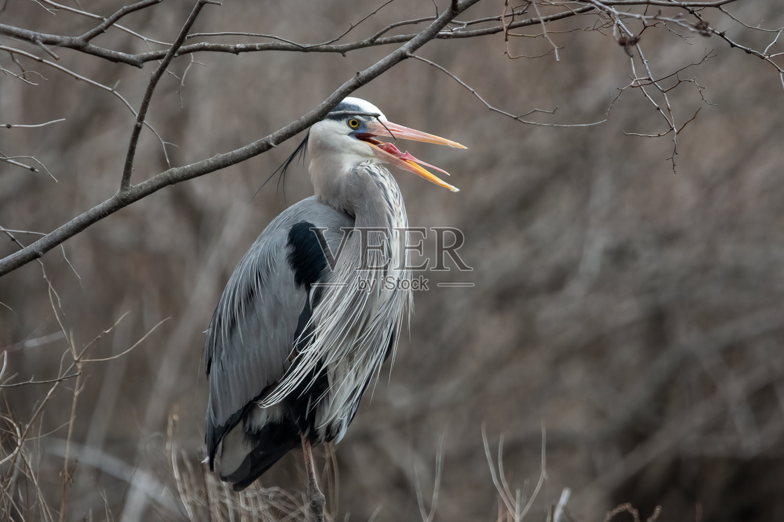 大蓝鹭张开嘴，露出舌头。照片摄影图片