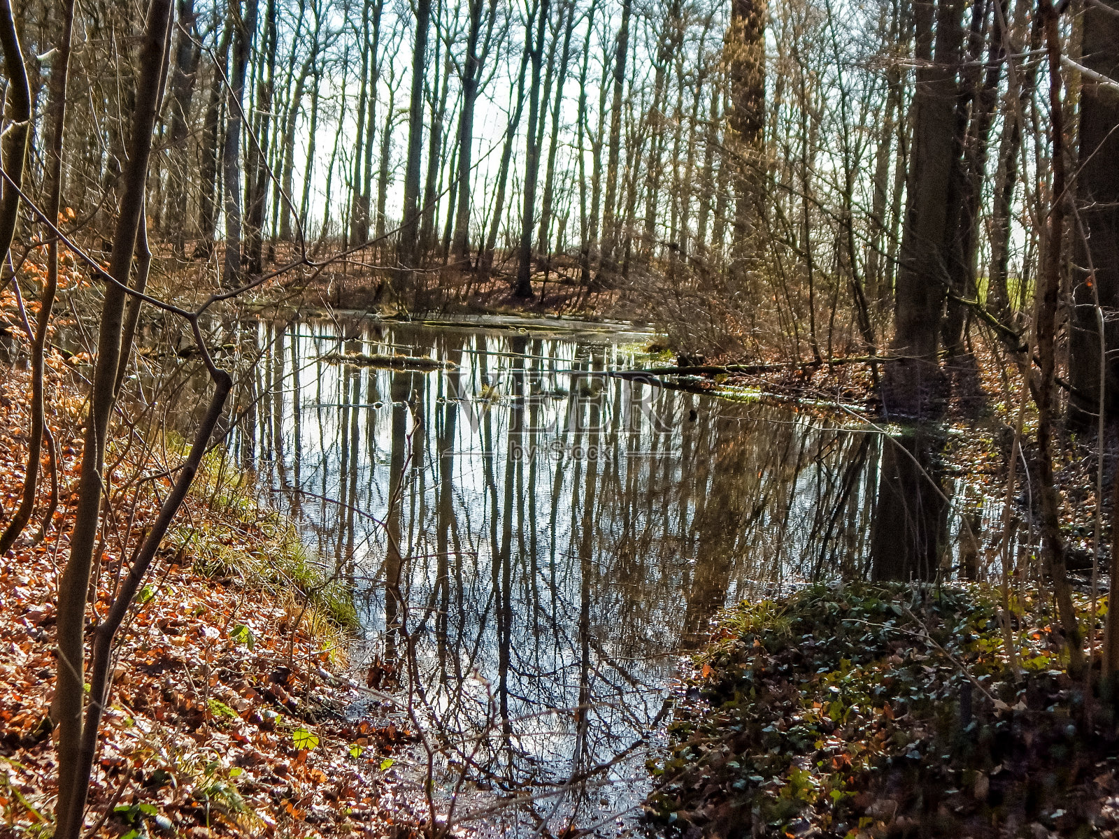 春天在德国北部拍摄大自然的照片照片摄影图片