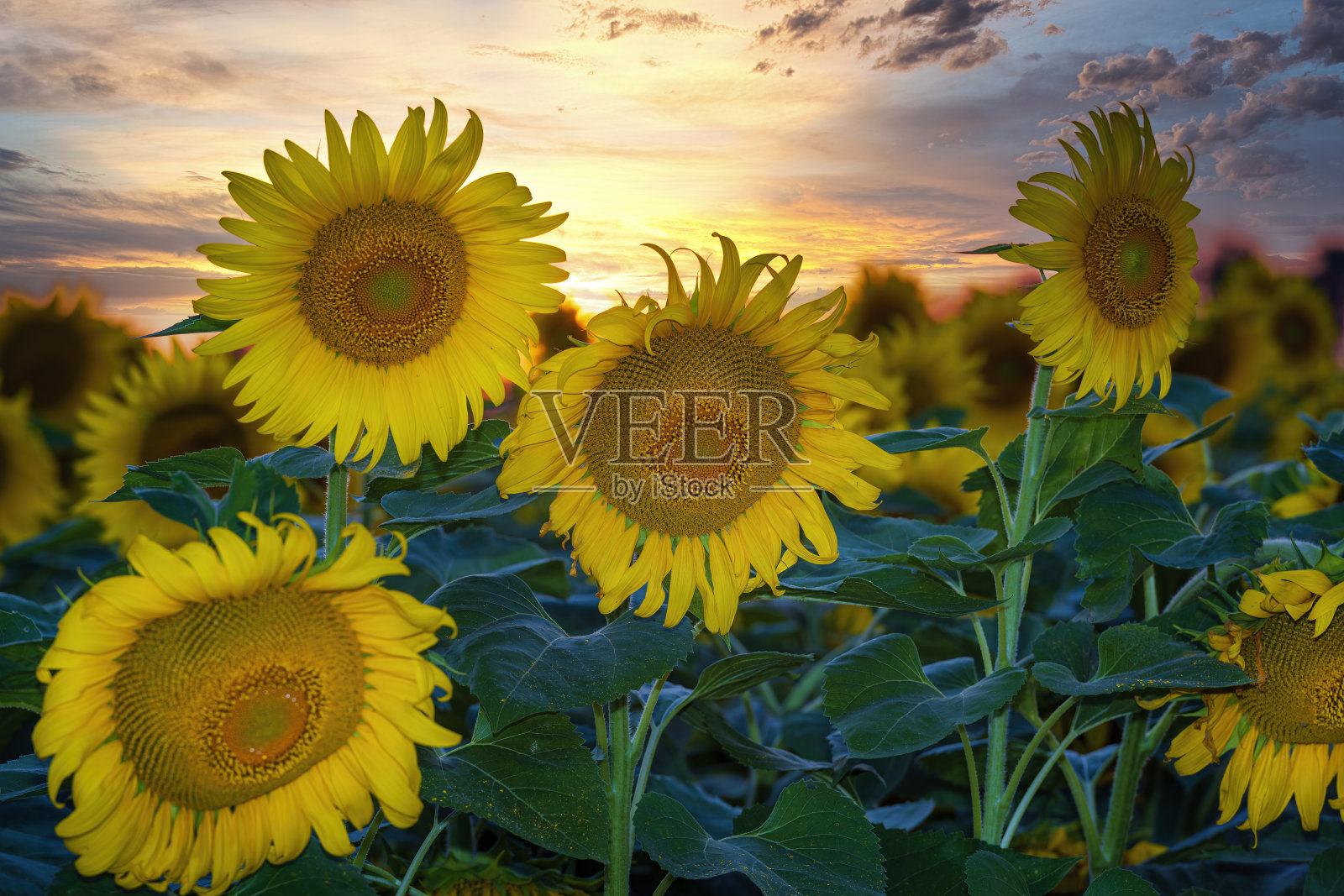 向日葵与日落天空为背景照片摄影图片