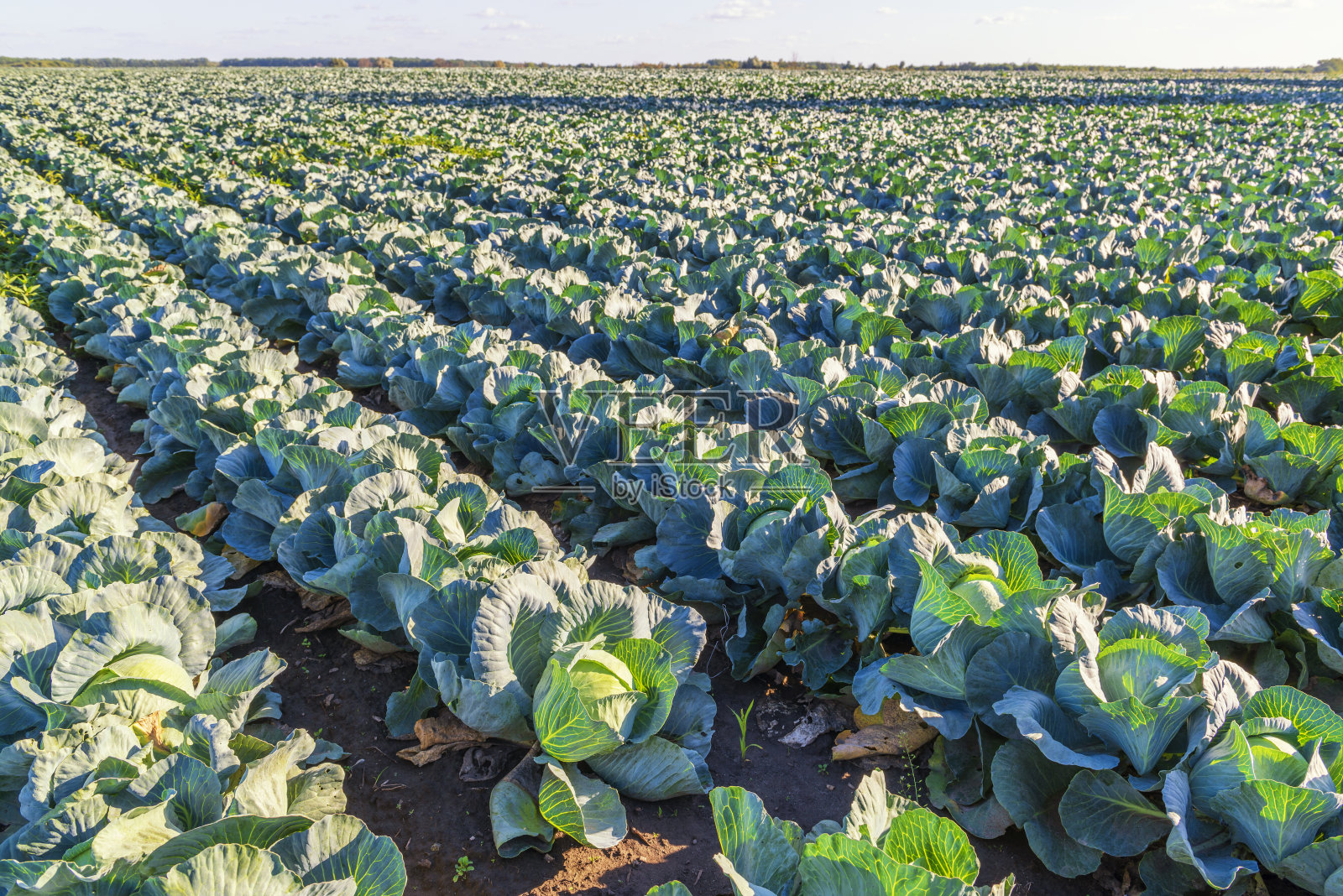 一望无际的农田里收获着卷心菜。照片摄影图片