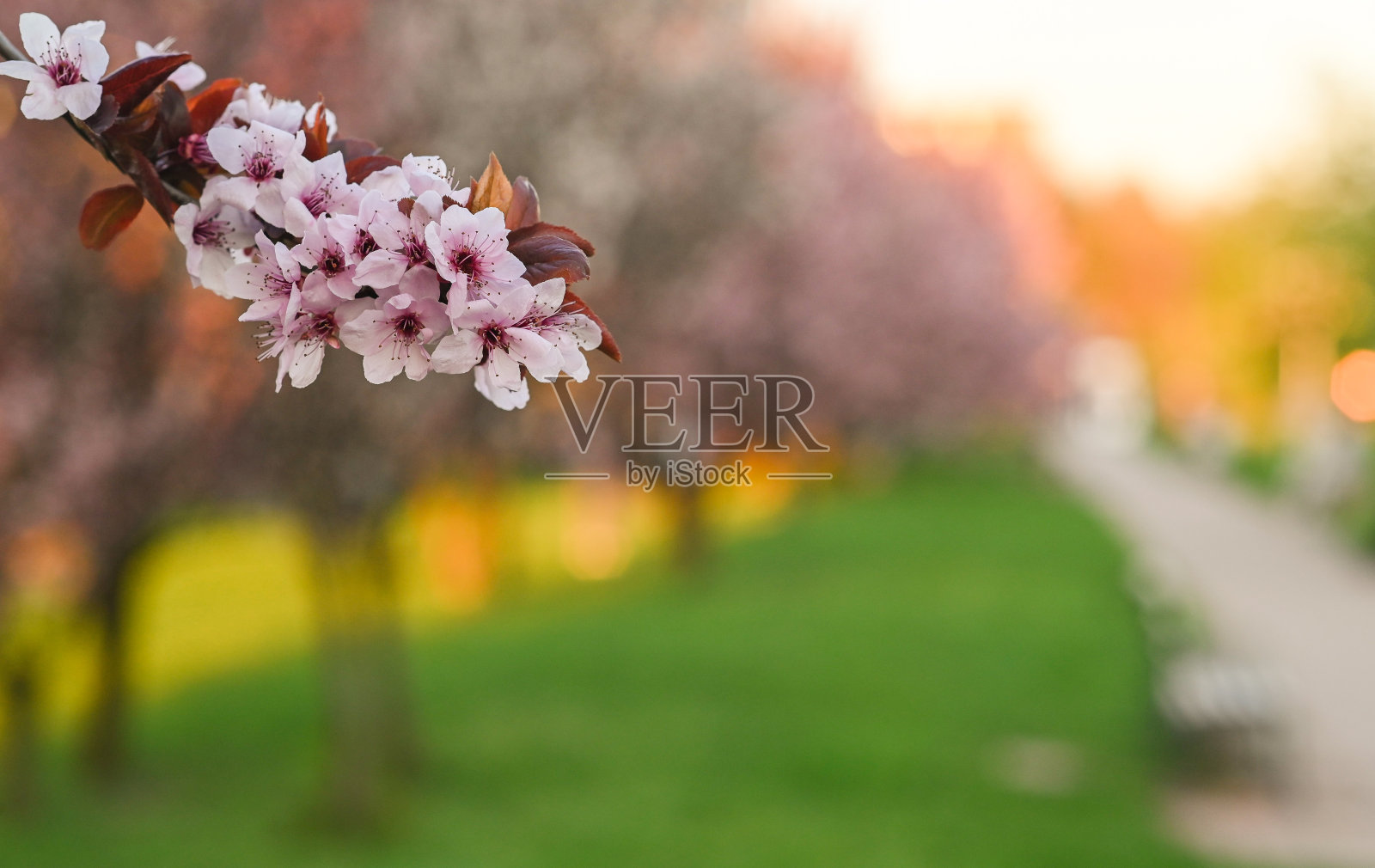 树枝上的花。春天的概念。照片摄影图片