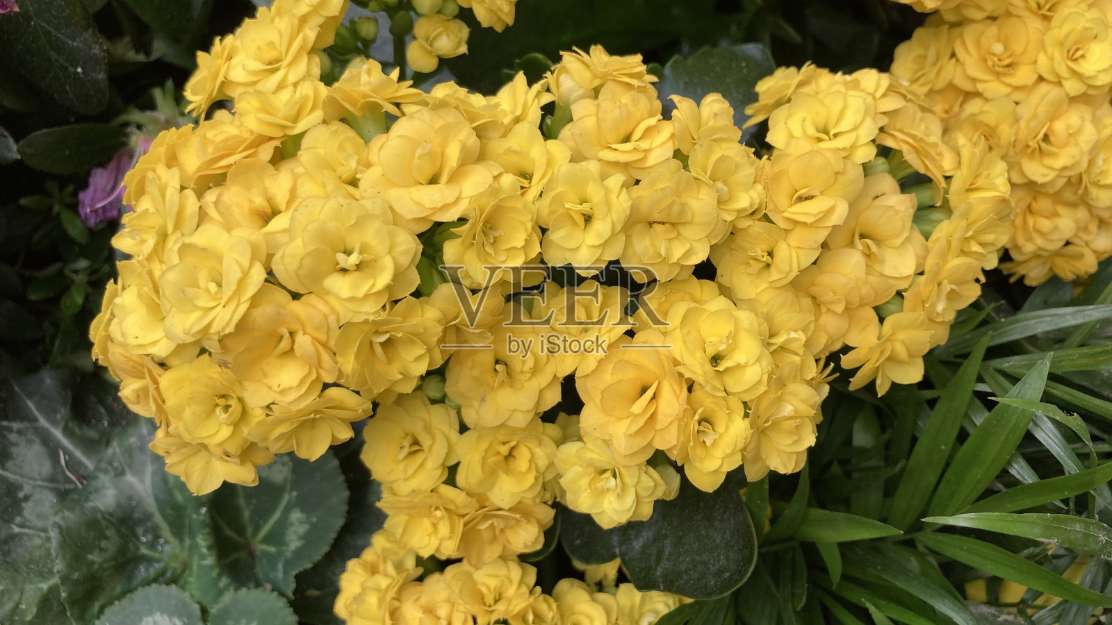 花照片摄影图片