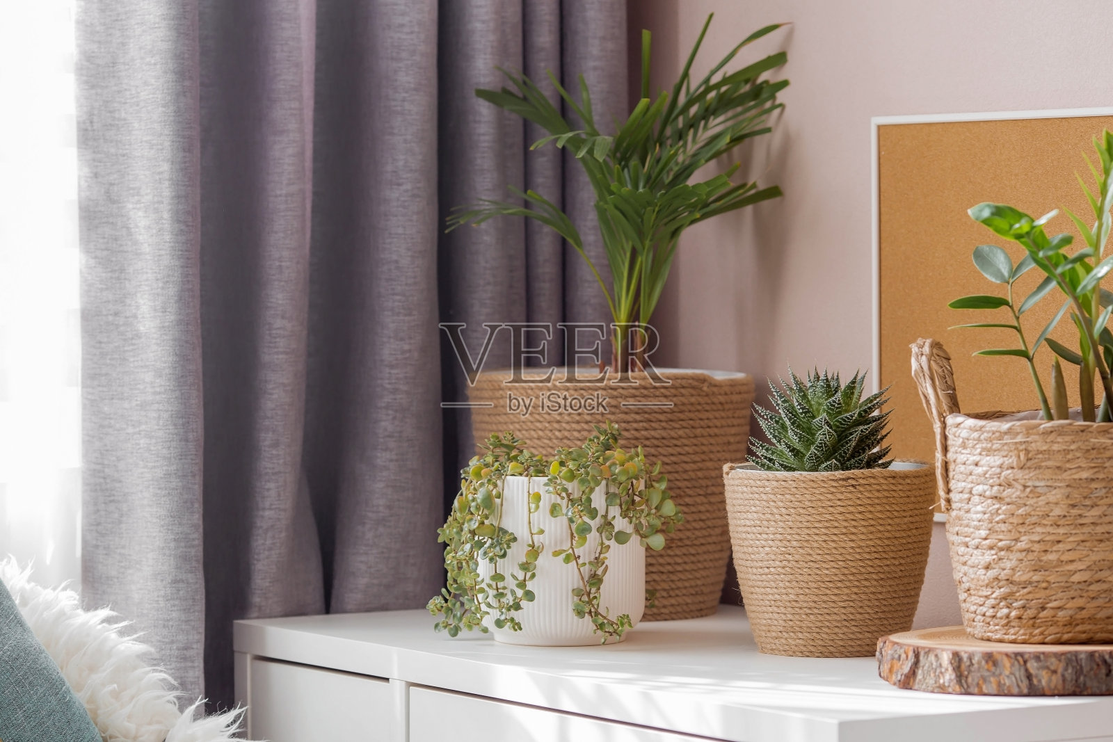 室内园艺，家庭农业和作物生产。许多室内植物生长在房间内部的花盆里。花护理。照片摄影图片