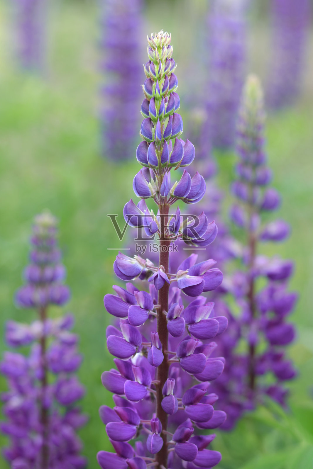 紫色的罗苹花在田野里盛开。一束羽扇豆夏日花背景。紫罗兰春夏花。粉红色花羽扇花，绿色背景。Lupinus。蝶形花科的家庭。盛开的狼照片摄影图片