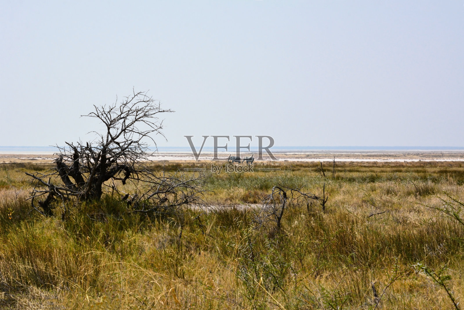 两头大象在盐沼上走了很远。前景是干燥的树木和草地。自然环境中的动物照片摄影图片