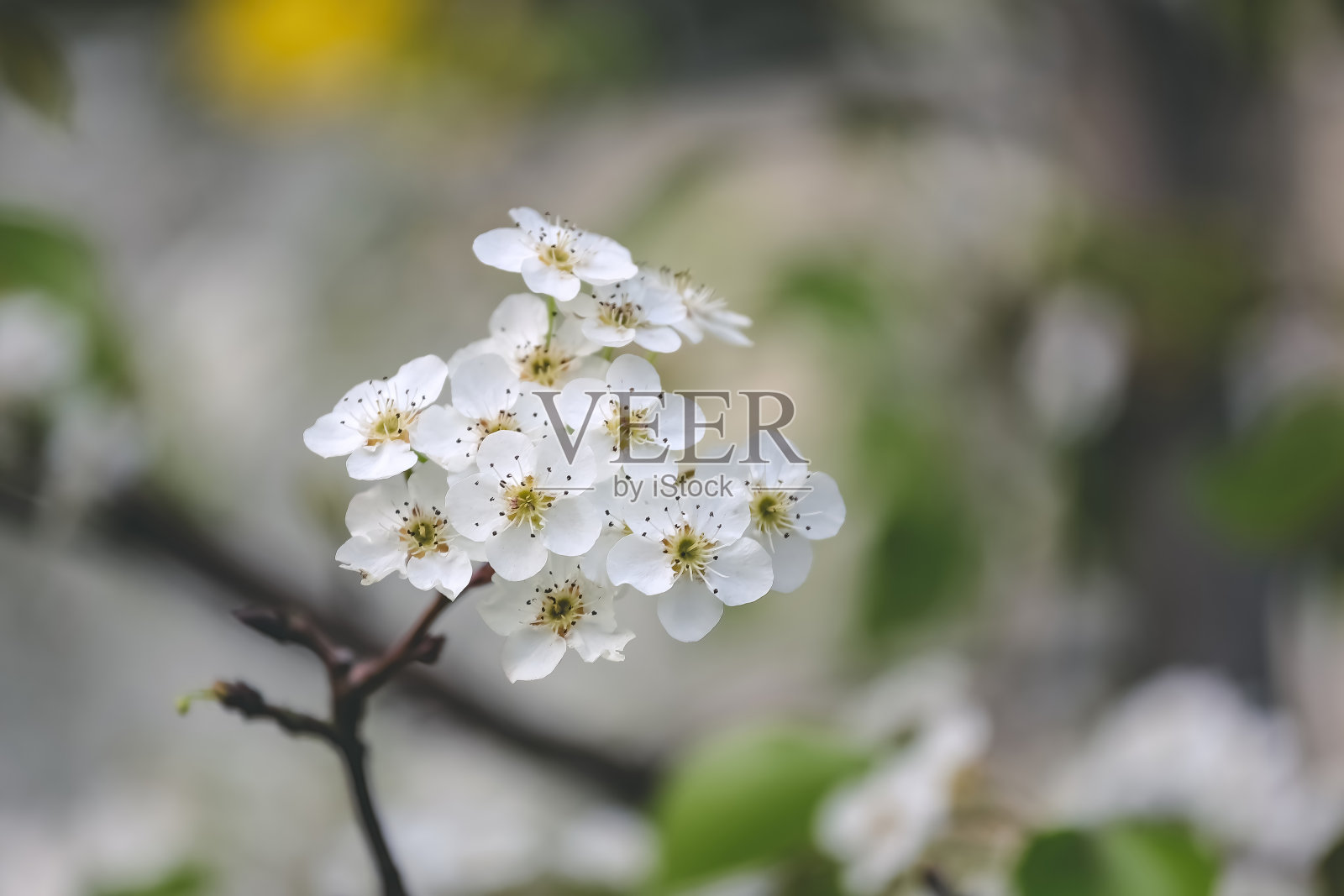 一种沙梨或梨花。美丽的白花盛开照片摄影图片