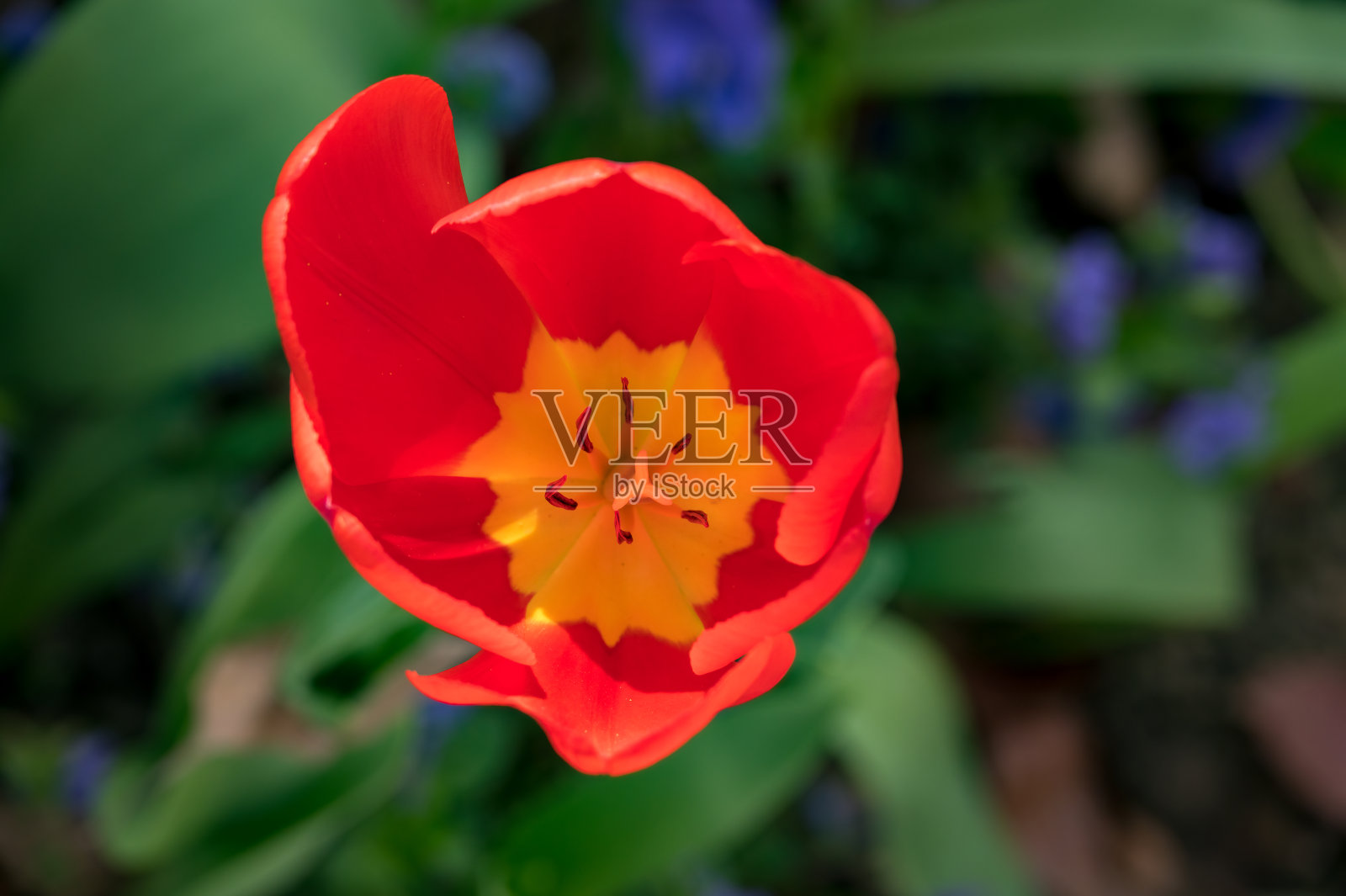 红色郁金香的特写照片摄影图片