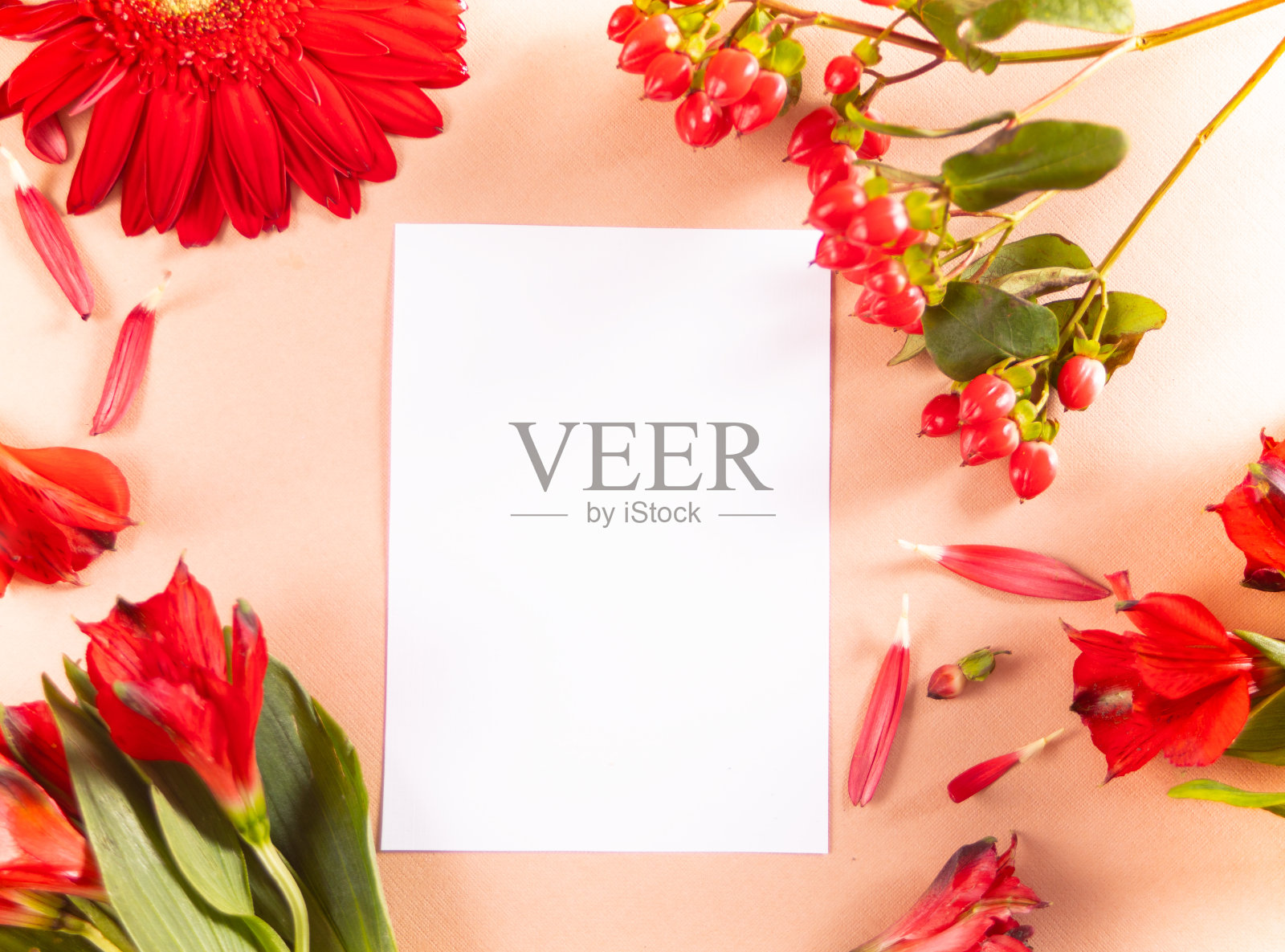 卡片模拟粉红色的背景与红色的花朵。文本空格。前视图。问候模板照片摄影图片