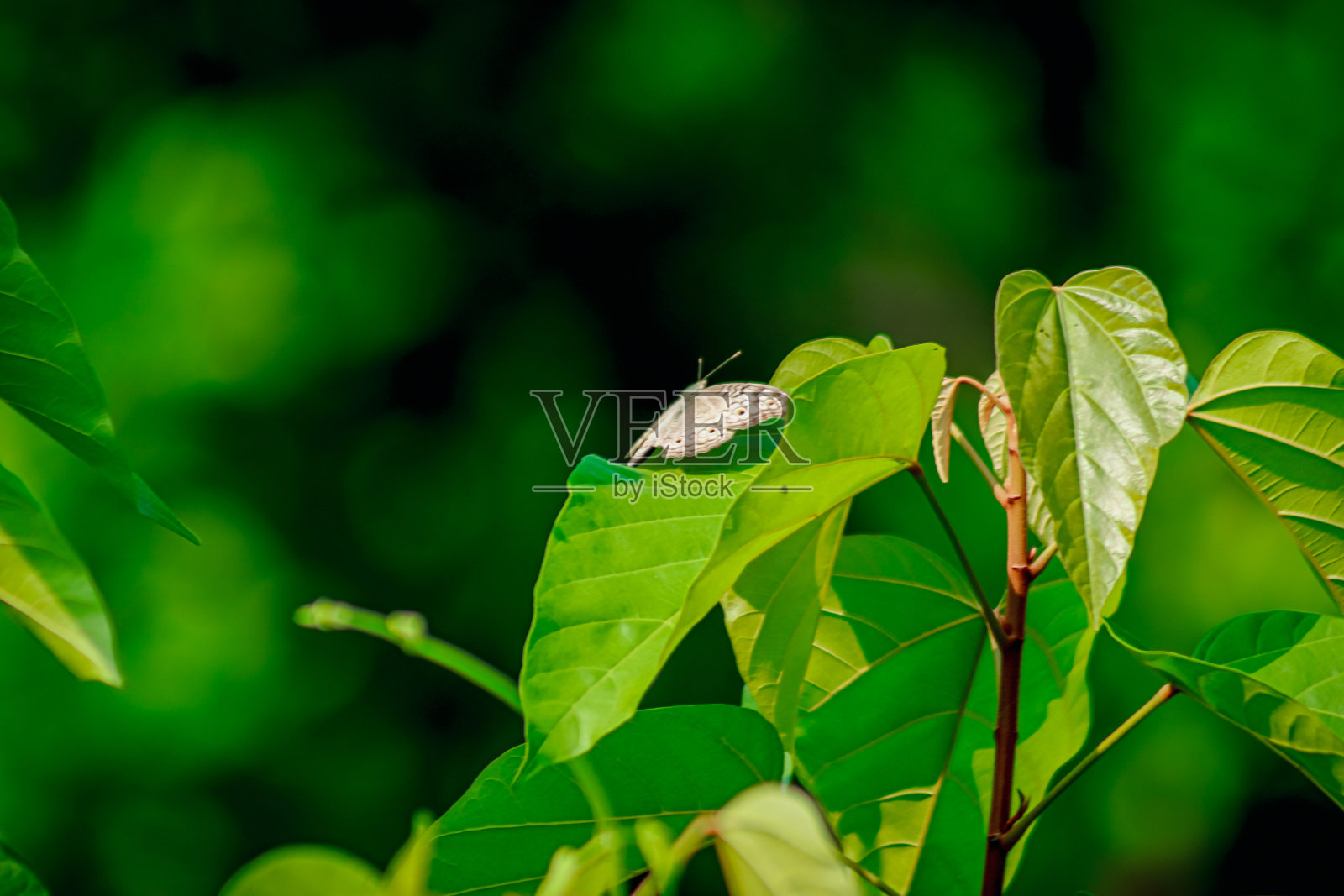帝王蝶- danaus plexippus-在蝴蝶馆的开花植物上休息照片摄影图片