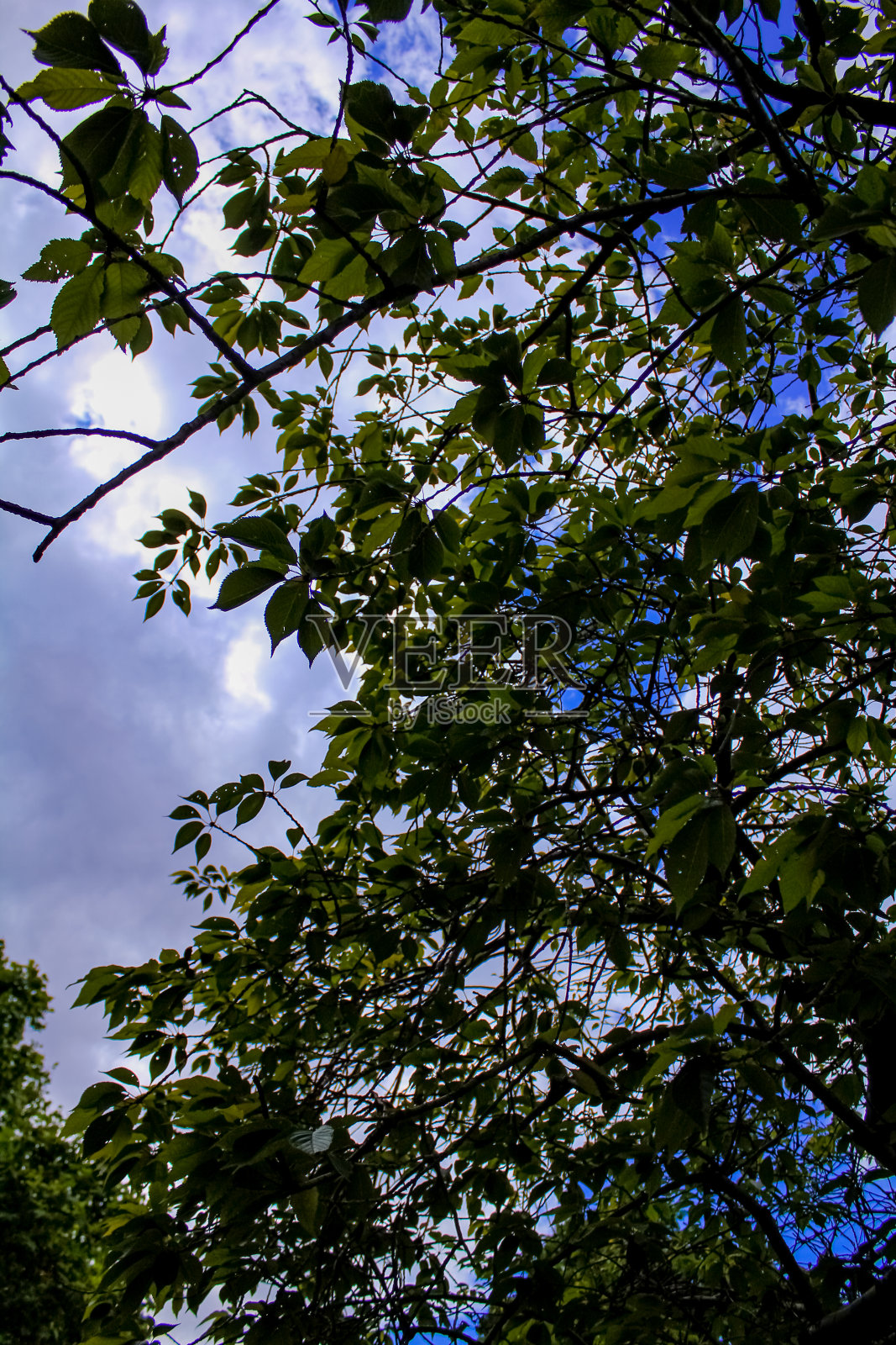底部视图的树和树叶背光从阳光和美丽的蓝天。照片摄影图片