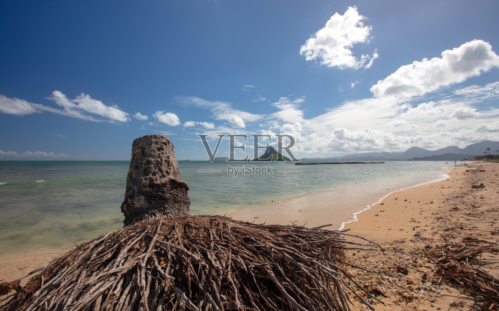从美国夏威夷瓦胡岛北岸的Kualoa地区公园海滩上看到的Mokolii岛(也被称为Chinamans Hat)前的棕榈树树桩照片摄影图片