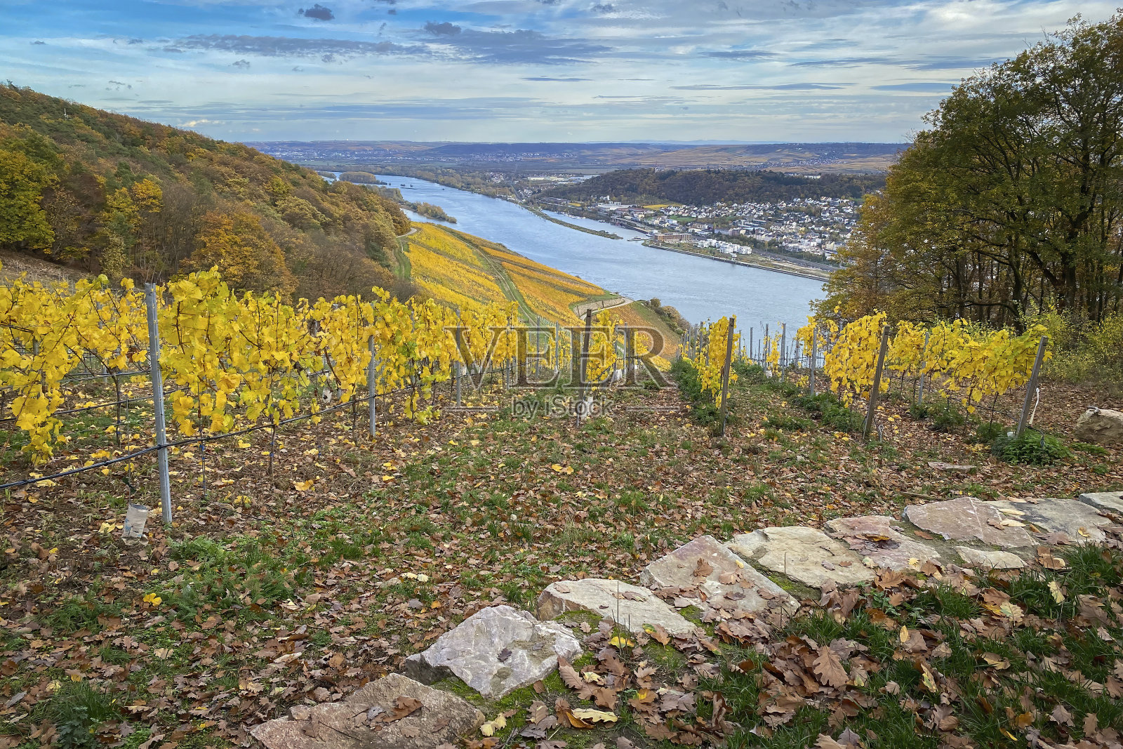 莱茵河，莱茵高和莱茵黑森，德国的葡萄园在黄色的秋天的颜色照片摄影图片