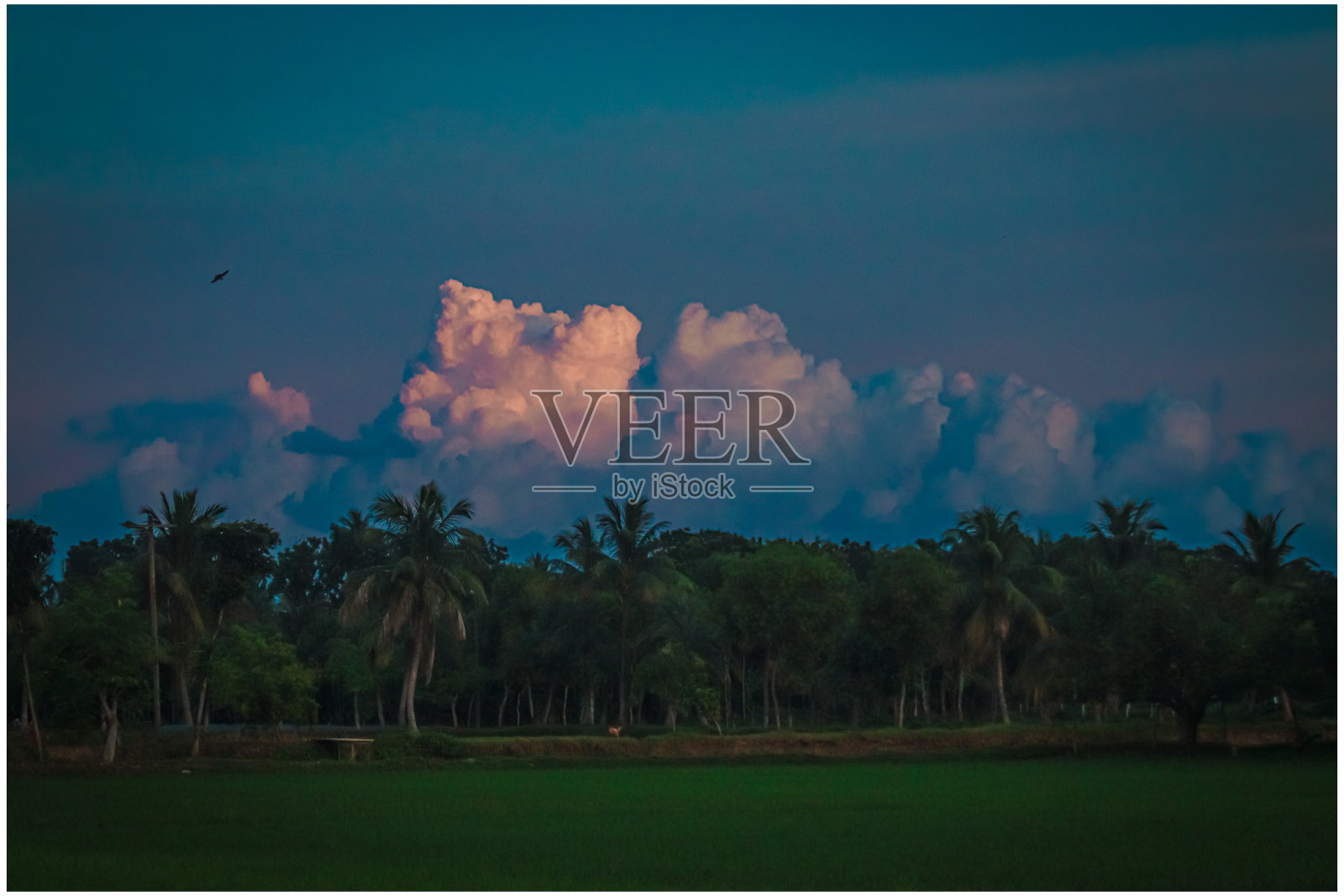 孟加拉国自然景观的日落视图。日落的景色真美。照片摄影图片