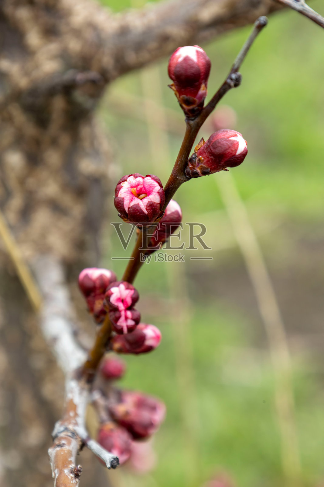 闭合的杏花蕾。模糊的背景。照片摄影图片