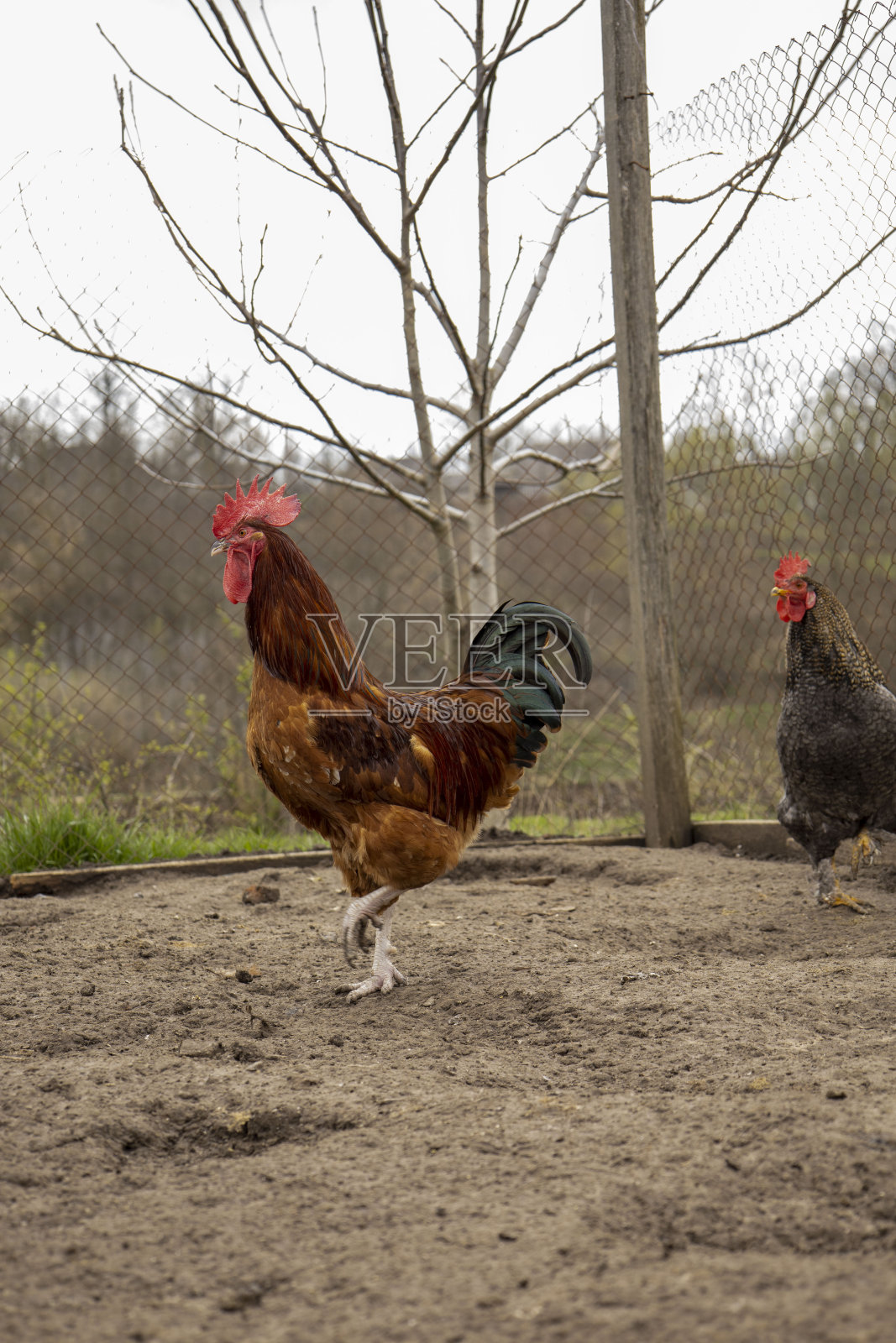 公鸡是红色的。家禽。照片摄影图片