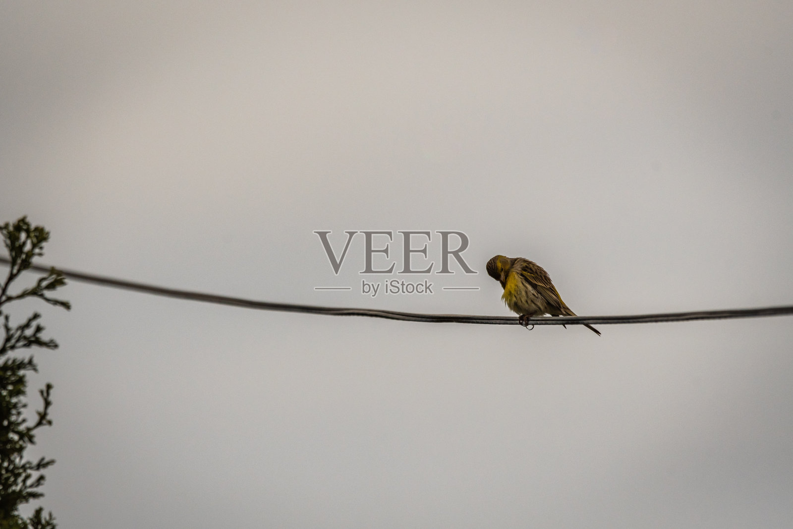 金丝雀丝绒属蛙科。照片摄影图片