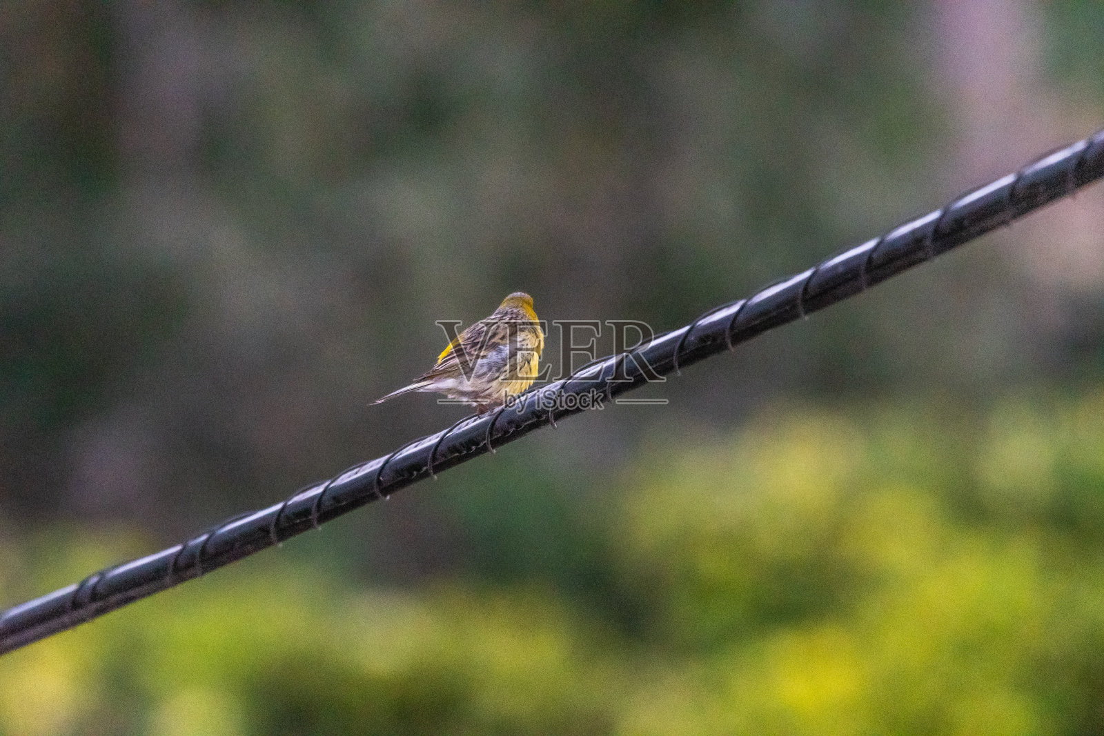 金丝雀丝绒属蛙科。照片摄影图片