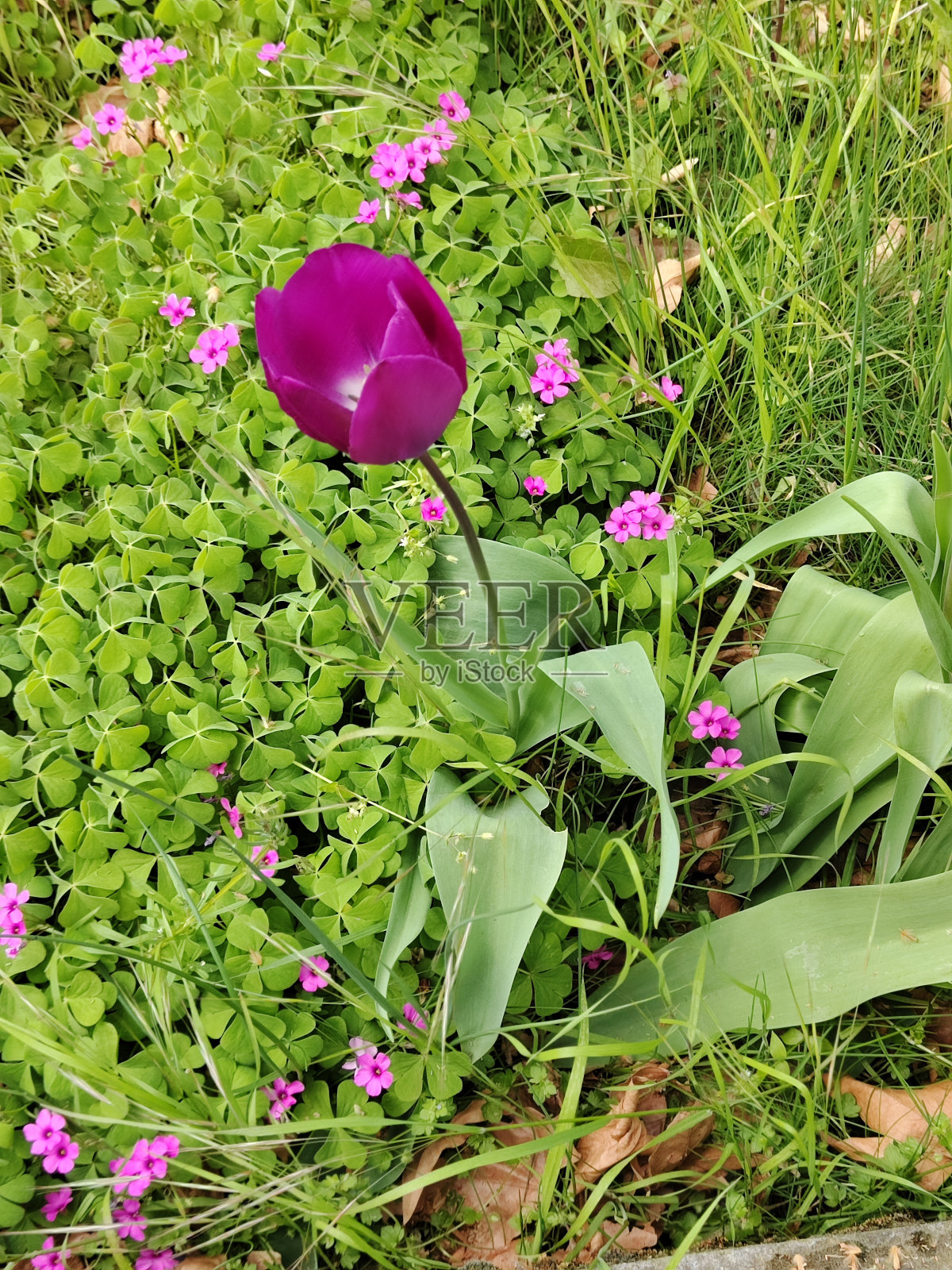 郁金香照片摄影图片