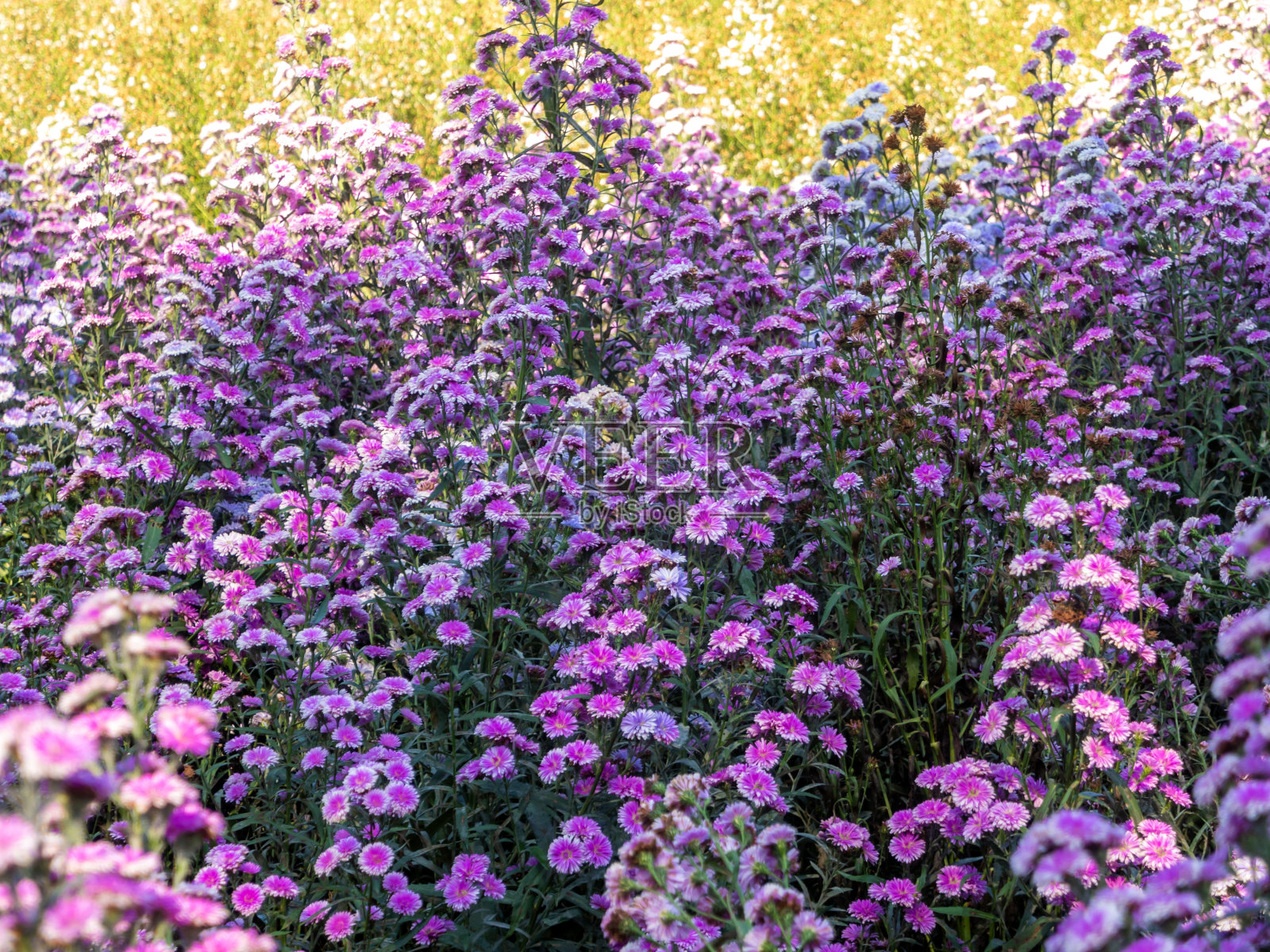 花田里的紫玛格丽特花，有些已经枯萎了照片摄影图片
