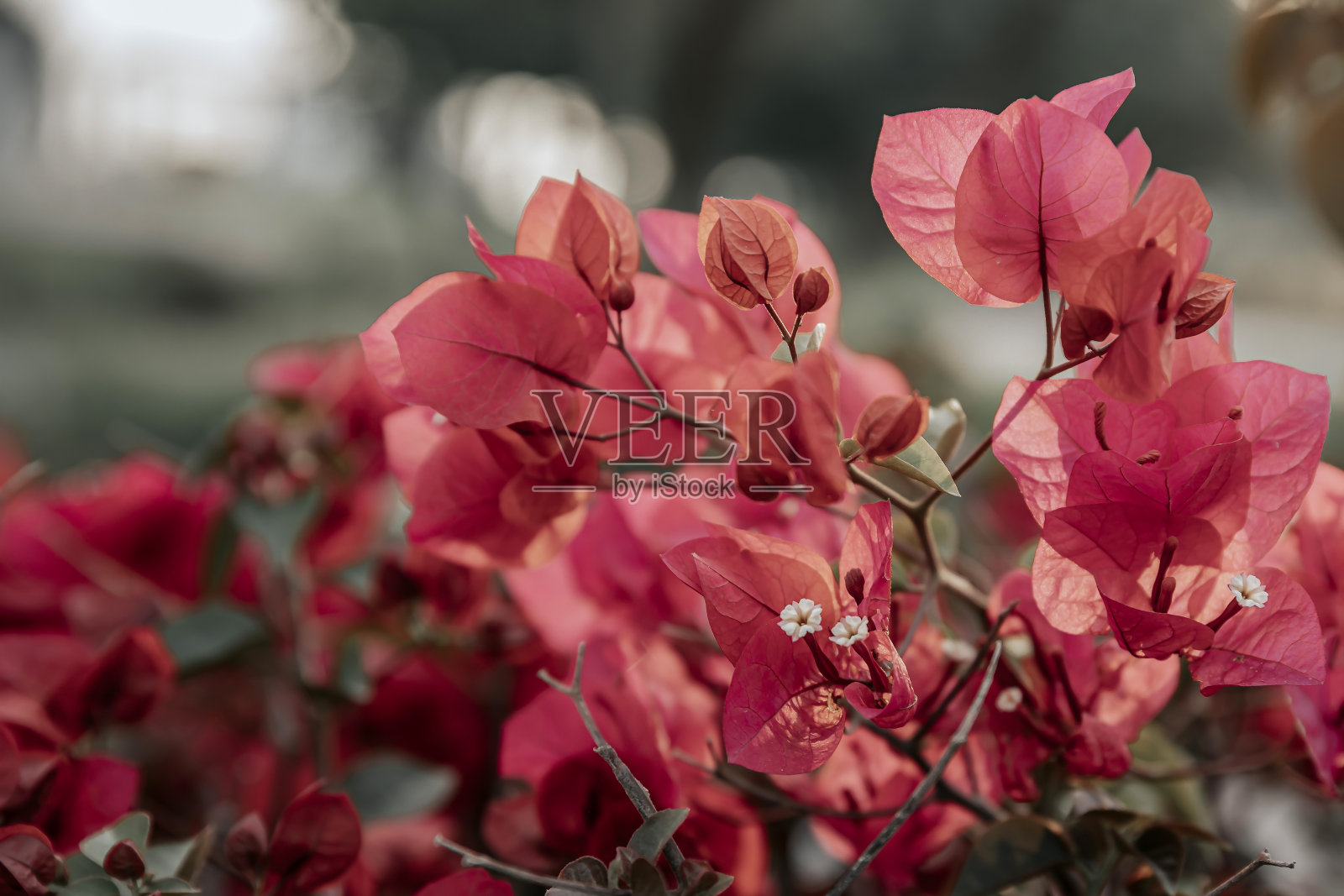 深粉色三角梅照片摄影图片