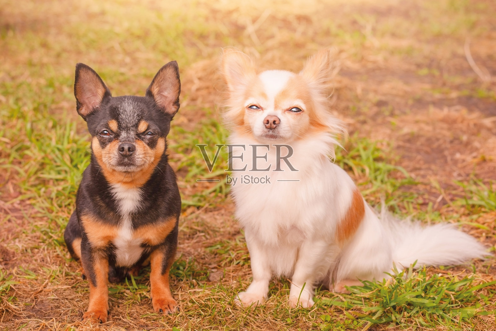 两只黑白相间的吉娃娃狗在草地背景上。动物,宠物。照片摄影图片