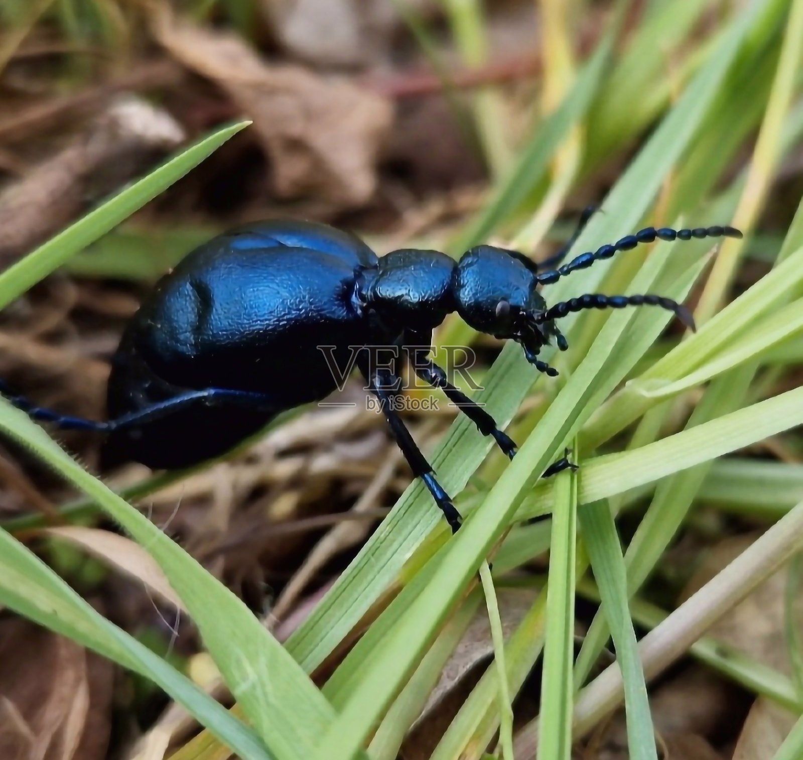 膜翅目昆虫甲虫寄生虫照片摄影图片