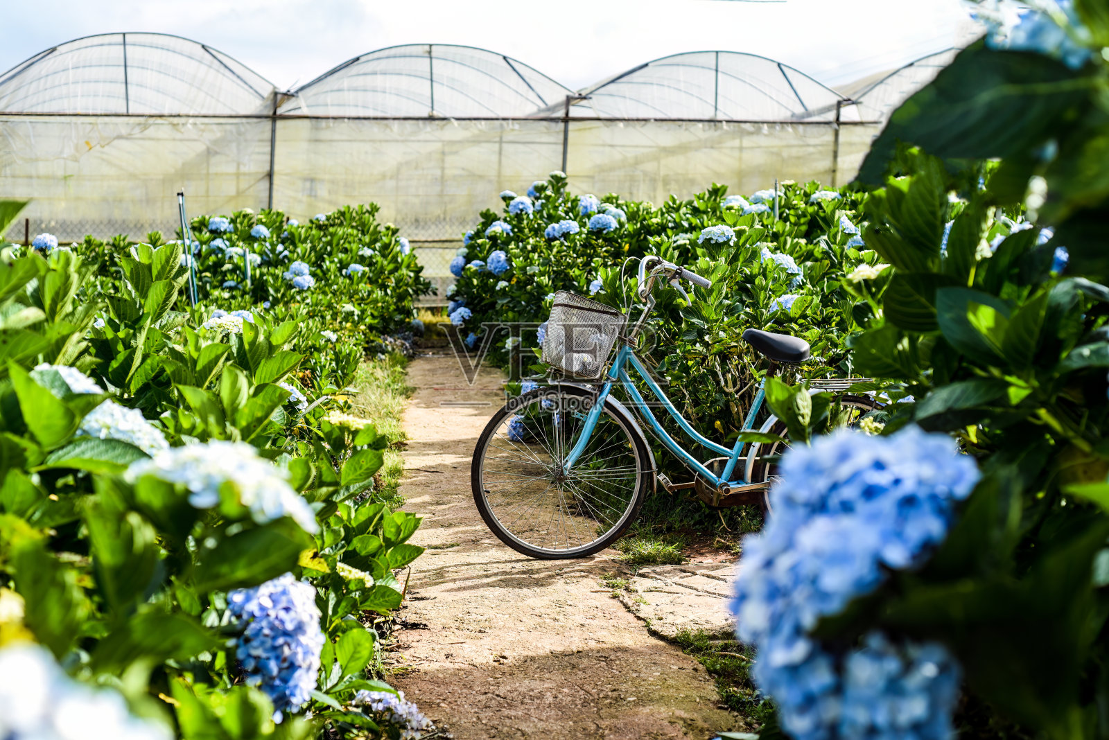 越南大叻市绣球花田与温室和种植园的对比照片摄影图片