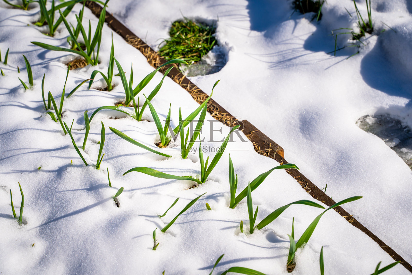 在阳光明媚的天气里，雪中大蒜的绿叶，特写照片摄影图片