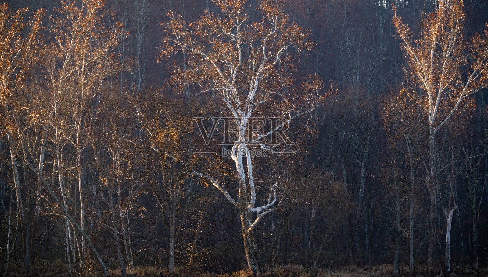 印第安纳州南部，黎明时分光秃秃的白桦树沐浴在晨光中。照片摄影图片