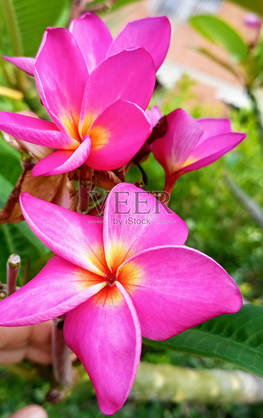 Plumería rubra flower照片摄影图片