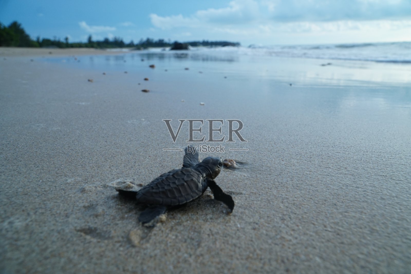 海龟海照片摄影图片