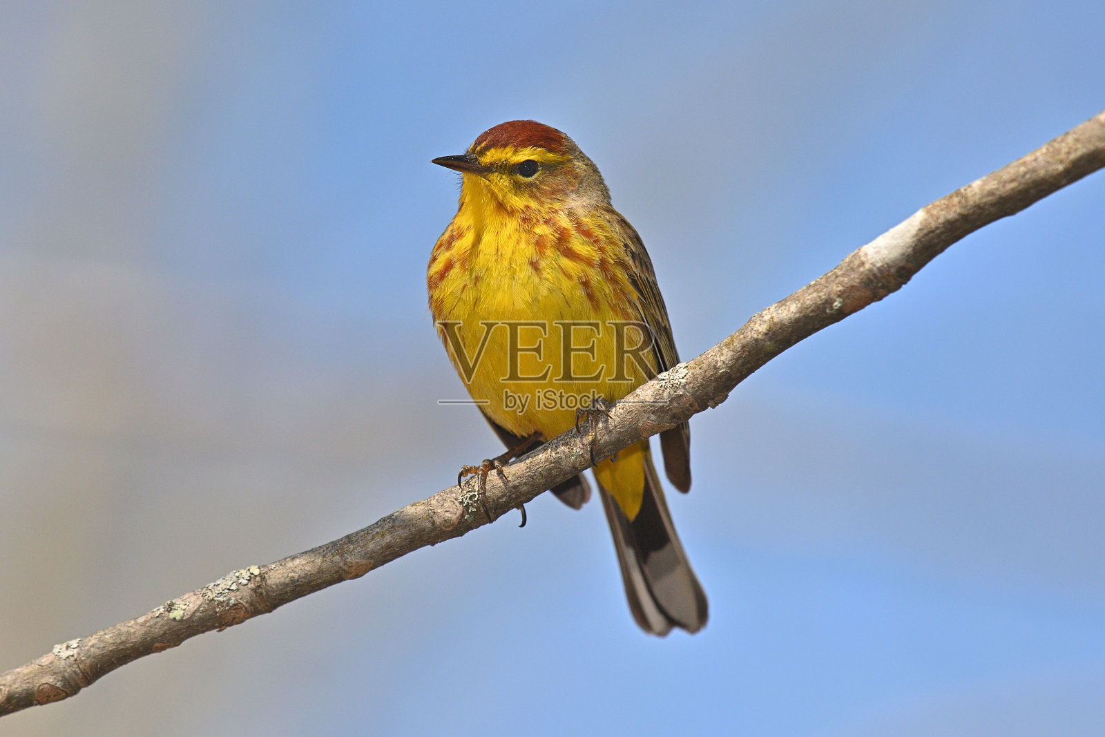 枝上的棕莺照片摄影图片