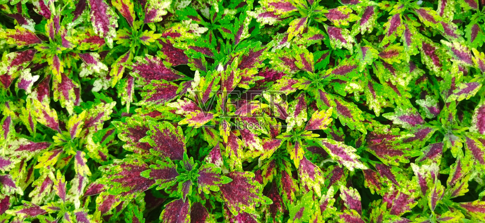 米亚纳叶，薄荷叶照片摄影图片