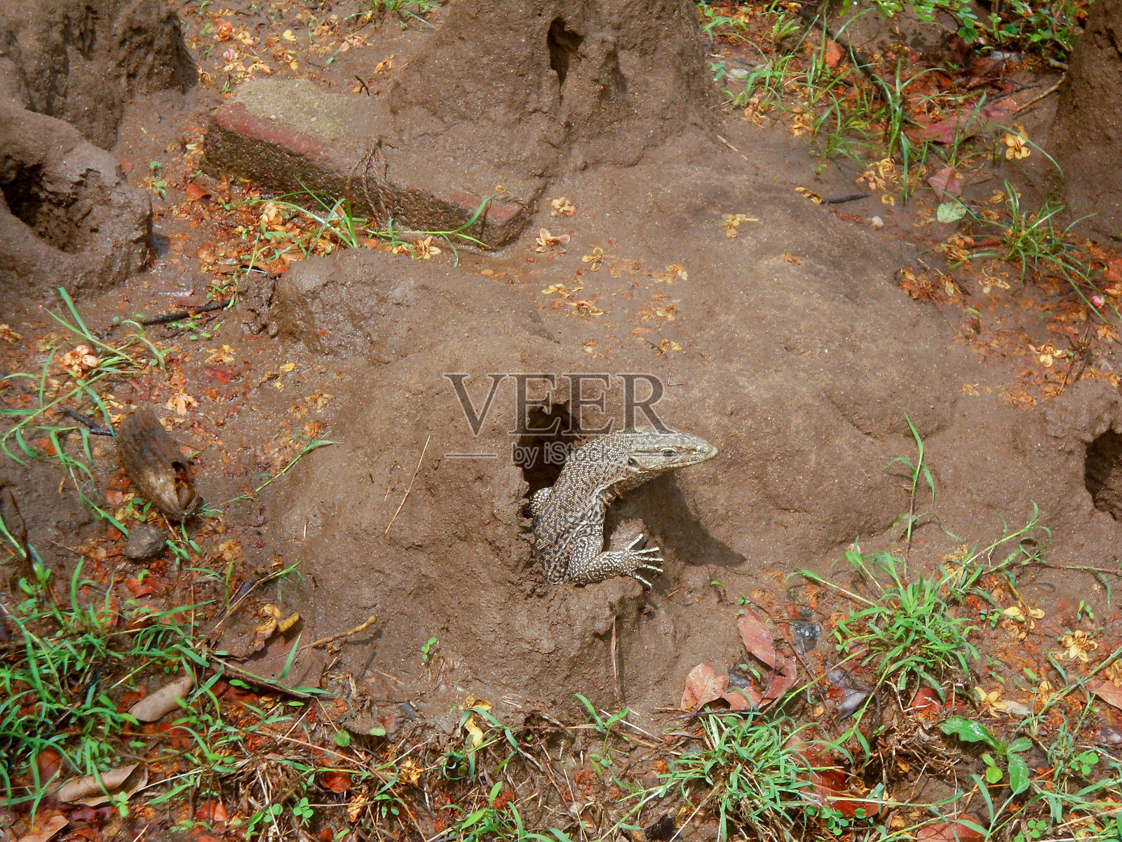一只巨蜥正从洞穴里走出来照片摄影图片