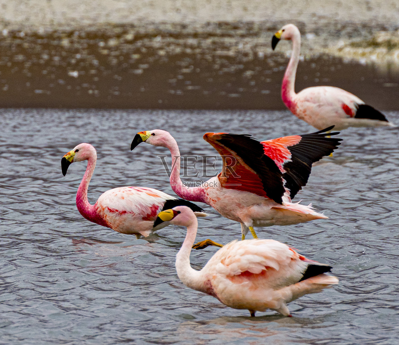 玻利维亚浅湖中的火烈鸟照片摄影图片