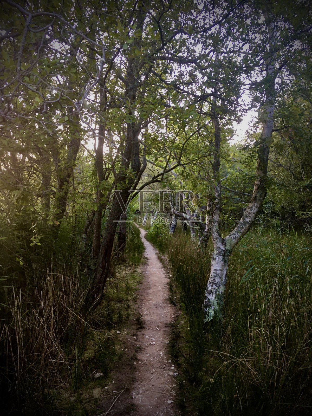 林地路径照片摄影图片