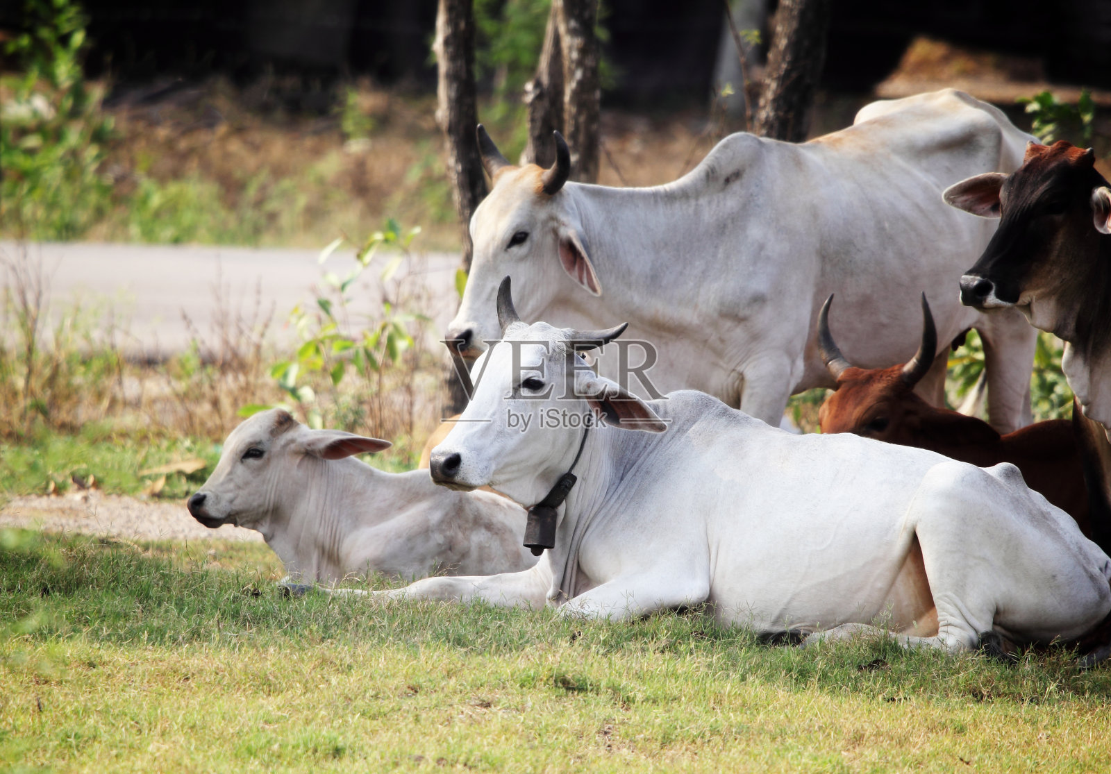 牛在树下放牧。照片摄影图片