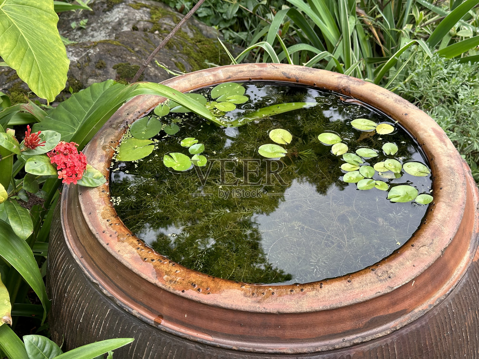 在罐子里给植物浇水照片摄影图片