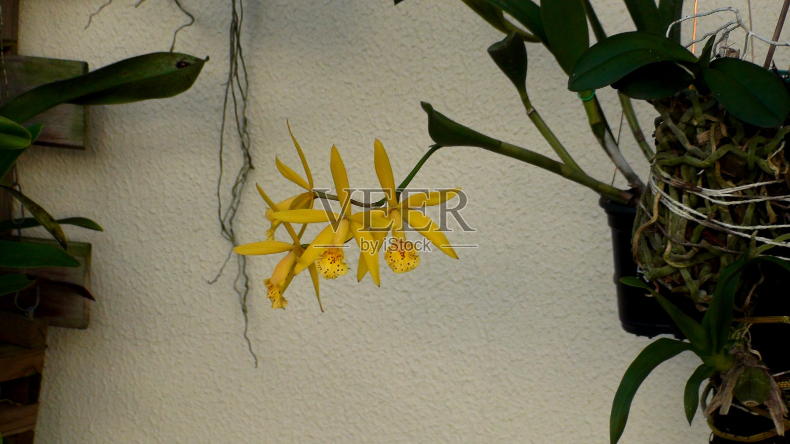 植物花兰科照片摄影图片