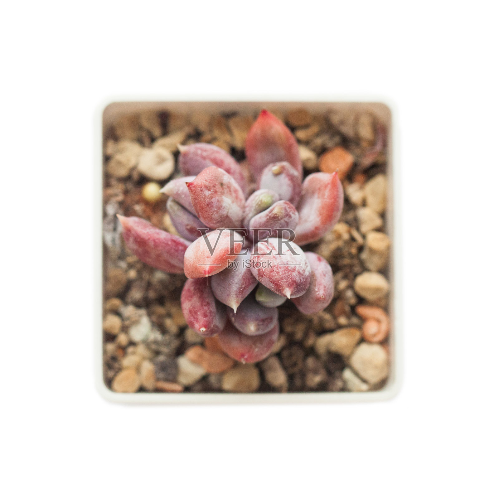 完美的紫色厚皮草植物莲座丛孤立在白色背景上照片摄影图片