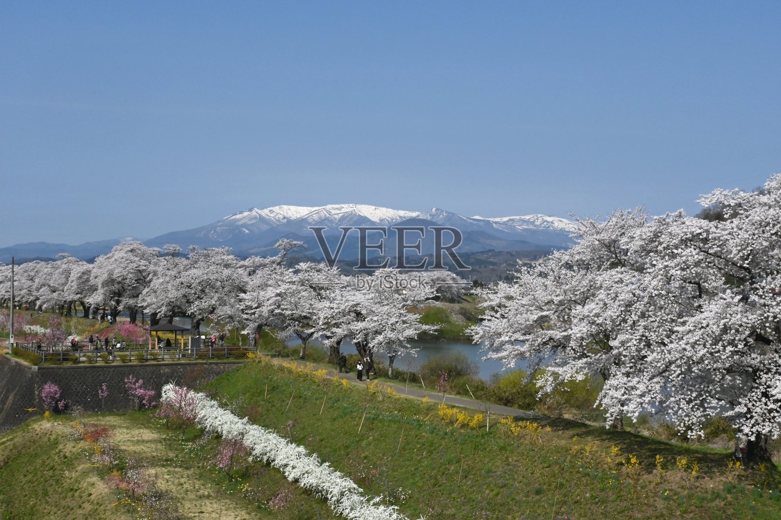 枣山连绵，樱花树成排照片摄影图片