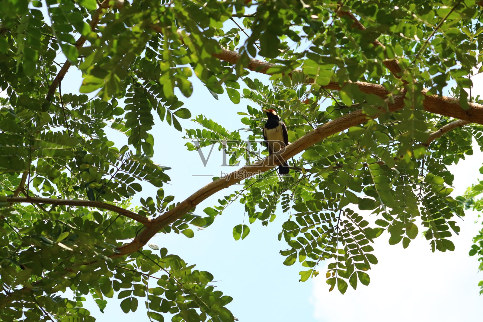 栖息在黑色欧椋鸟或水牛欧椋鸟上的树照片摄影图片