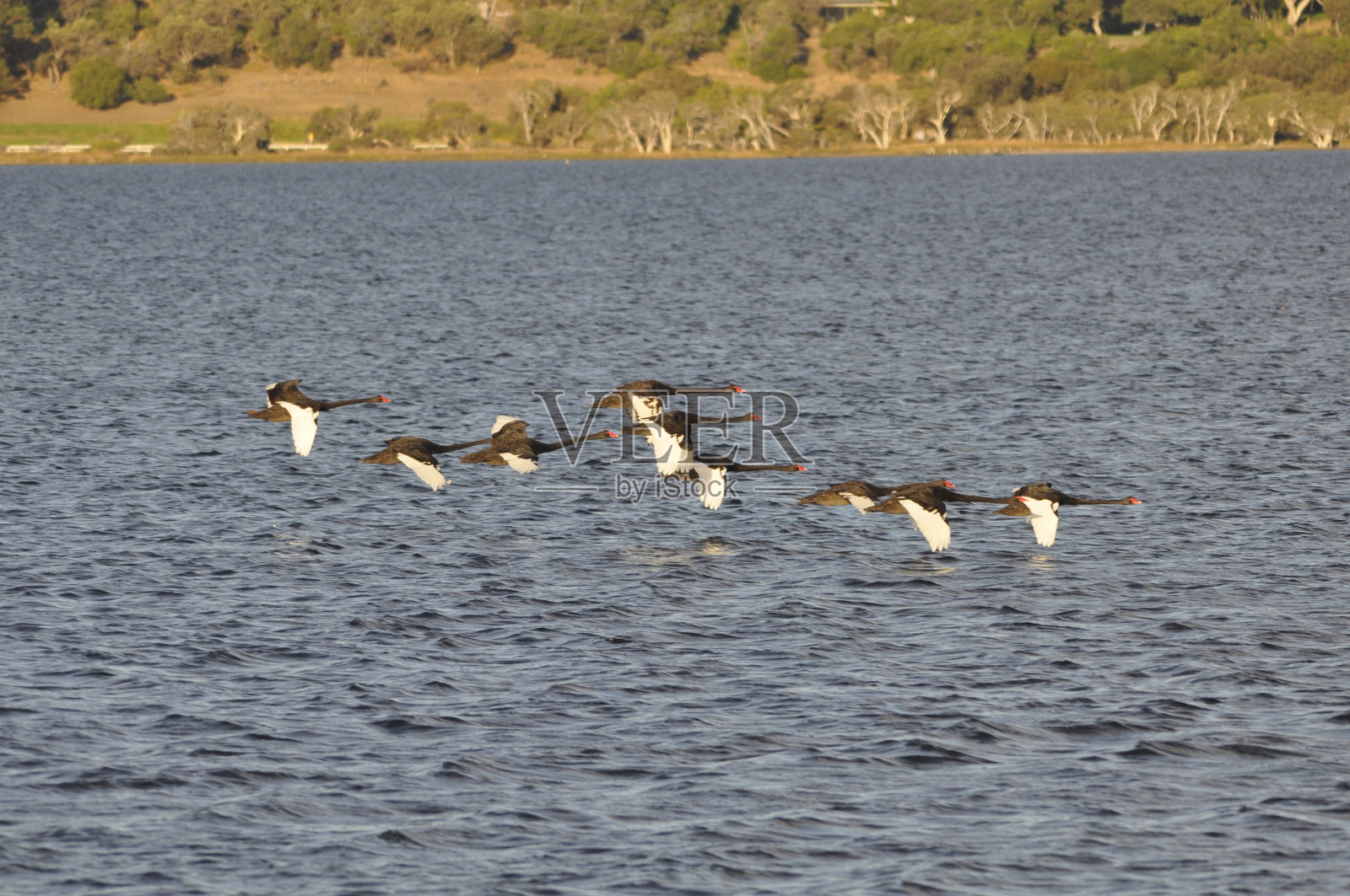 一群飞翔的黑天鹅照片摄影图片