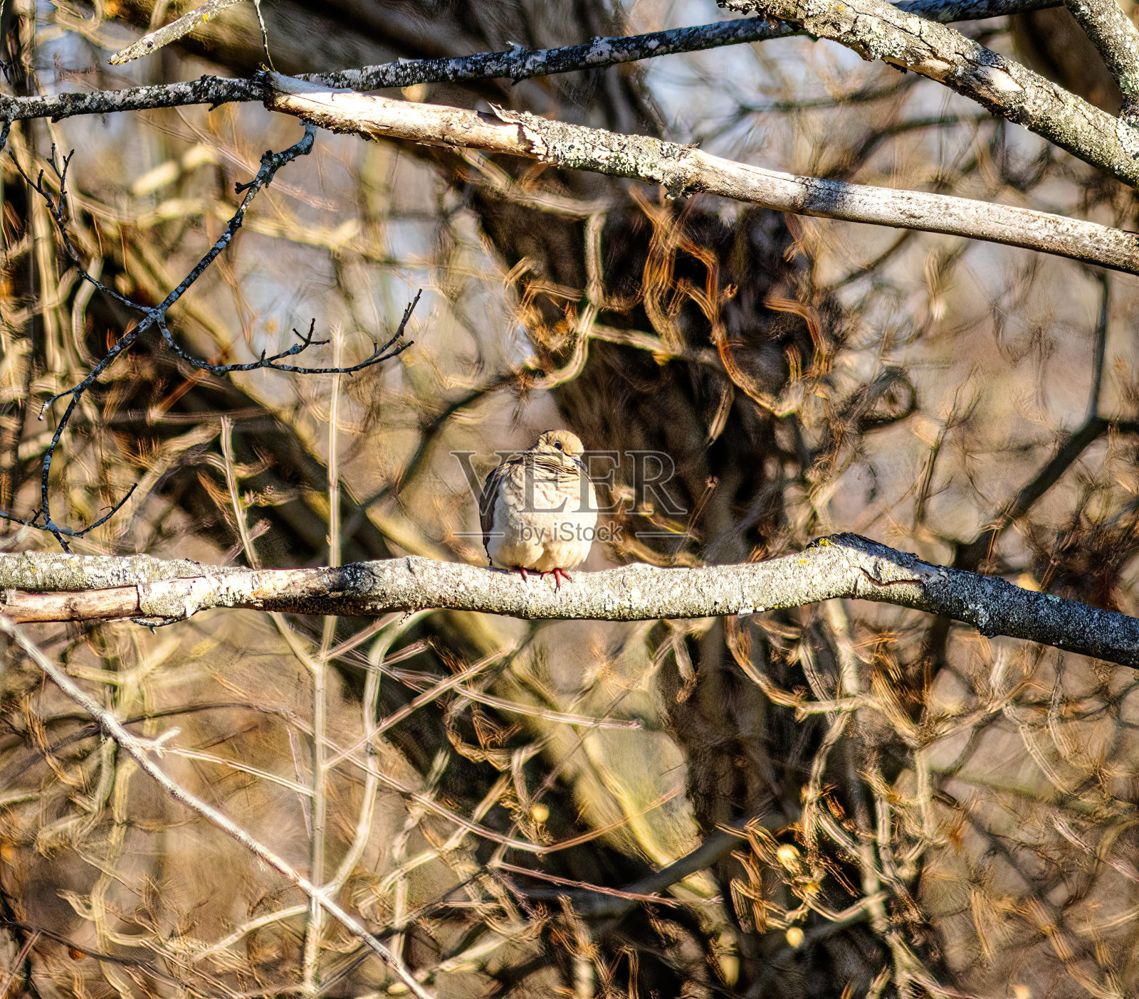 鸟即文字照片摄影图片