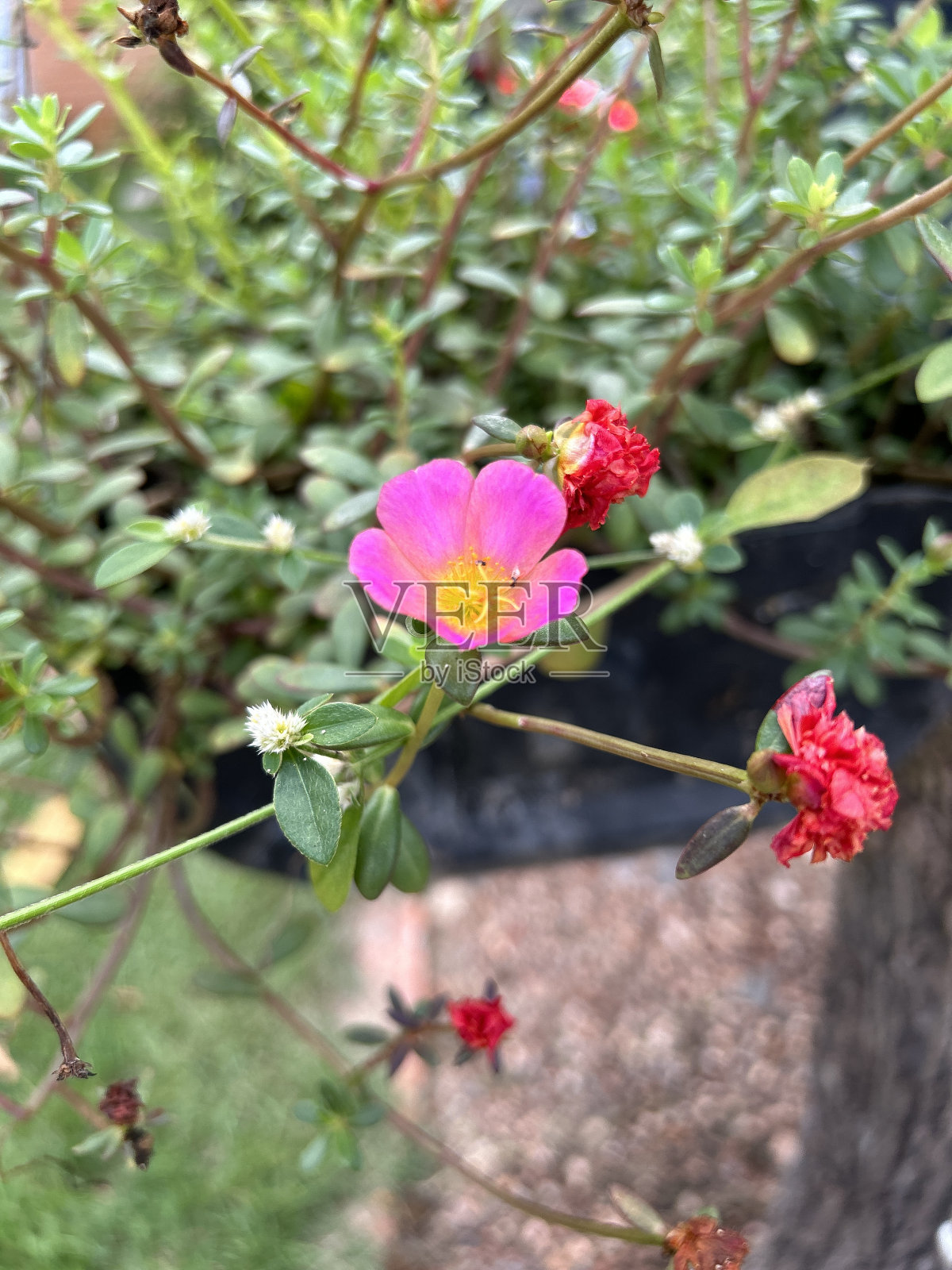 洋红色和红色照片摄影图片