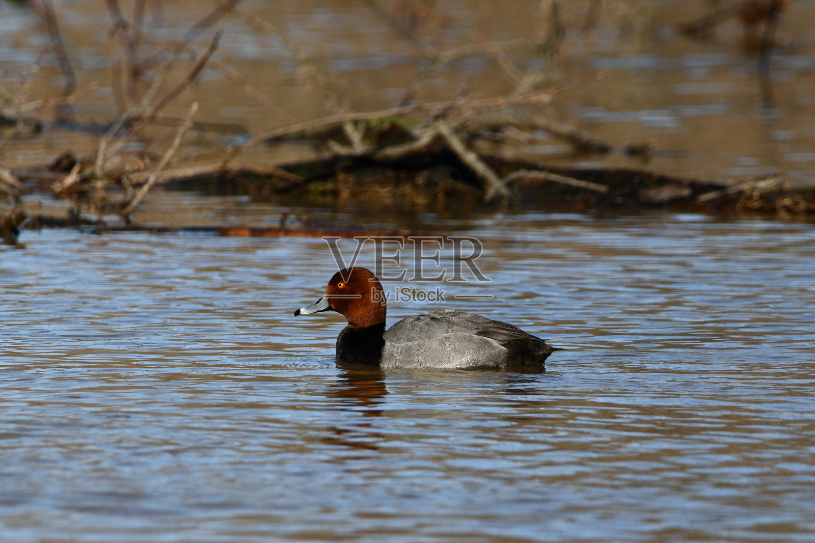 彩色红头鸭公鸭照片摄影图片