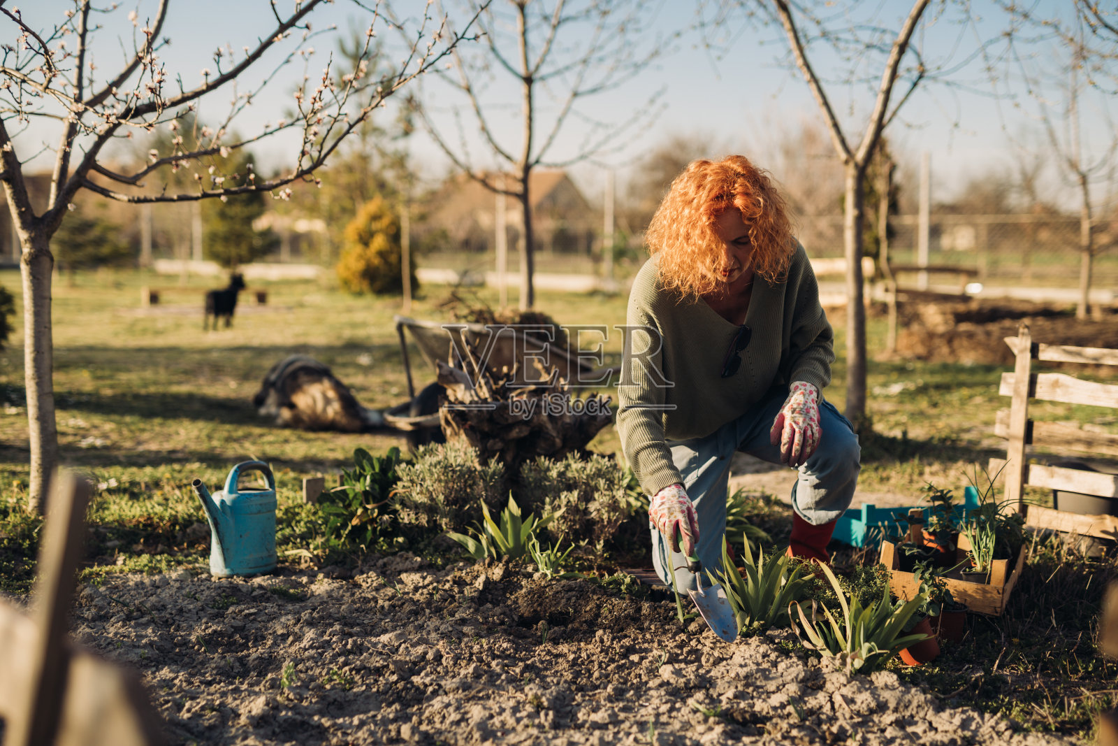 女人在自家后院种花照片摄影图片