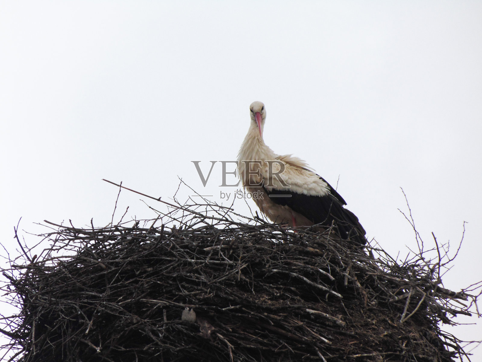 在罗马尼亚马拉穆雷斯，春天窝里的鹳照片摄影图片