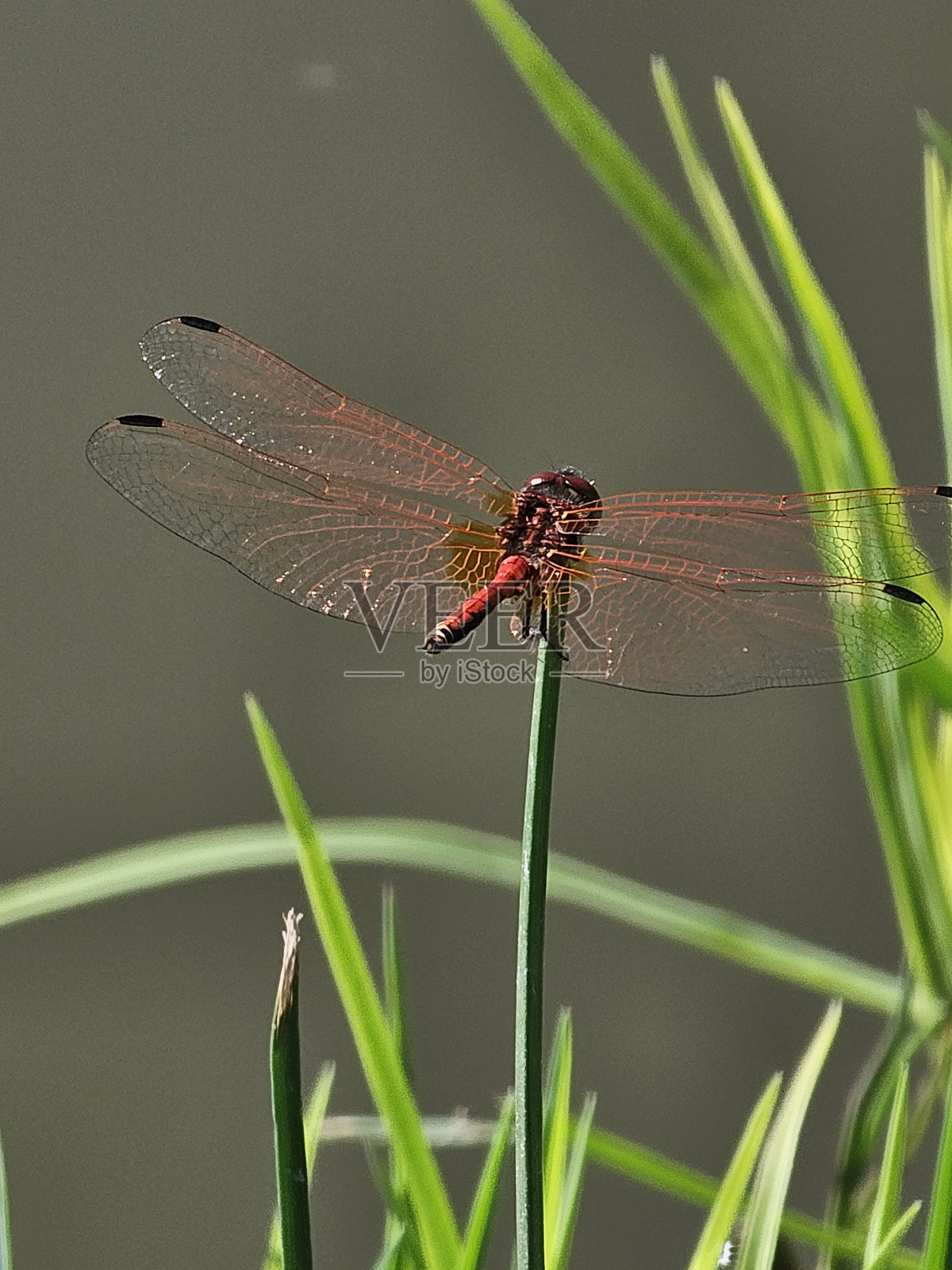 蜻蜓照片摄影图片